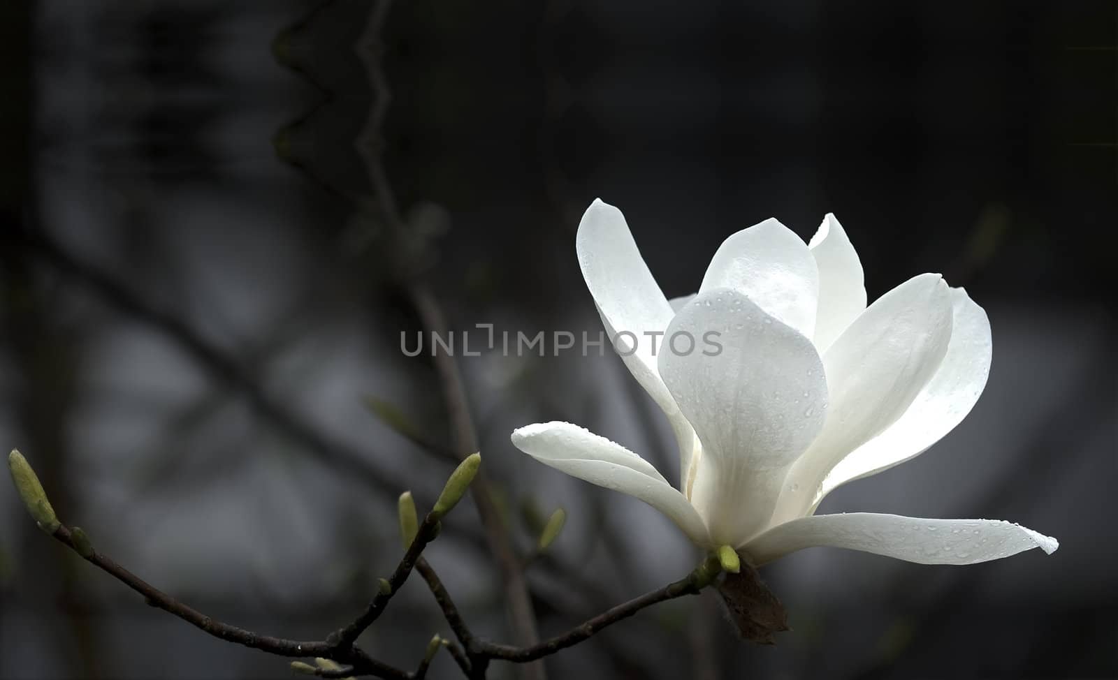 a beautiful white magnolia flower.