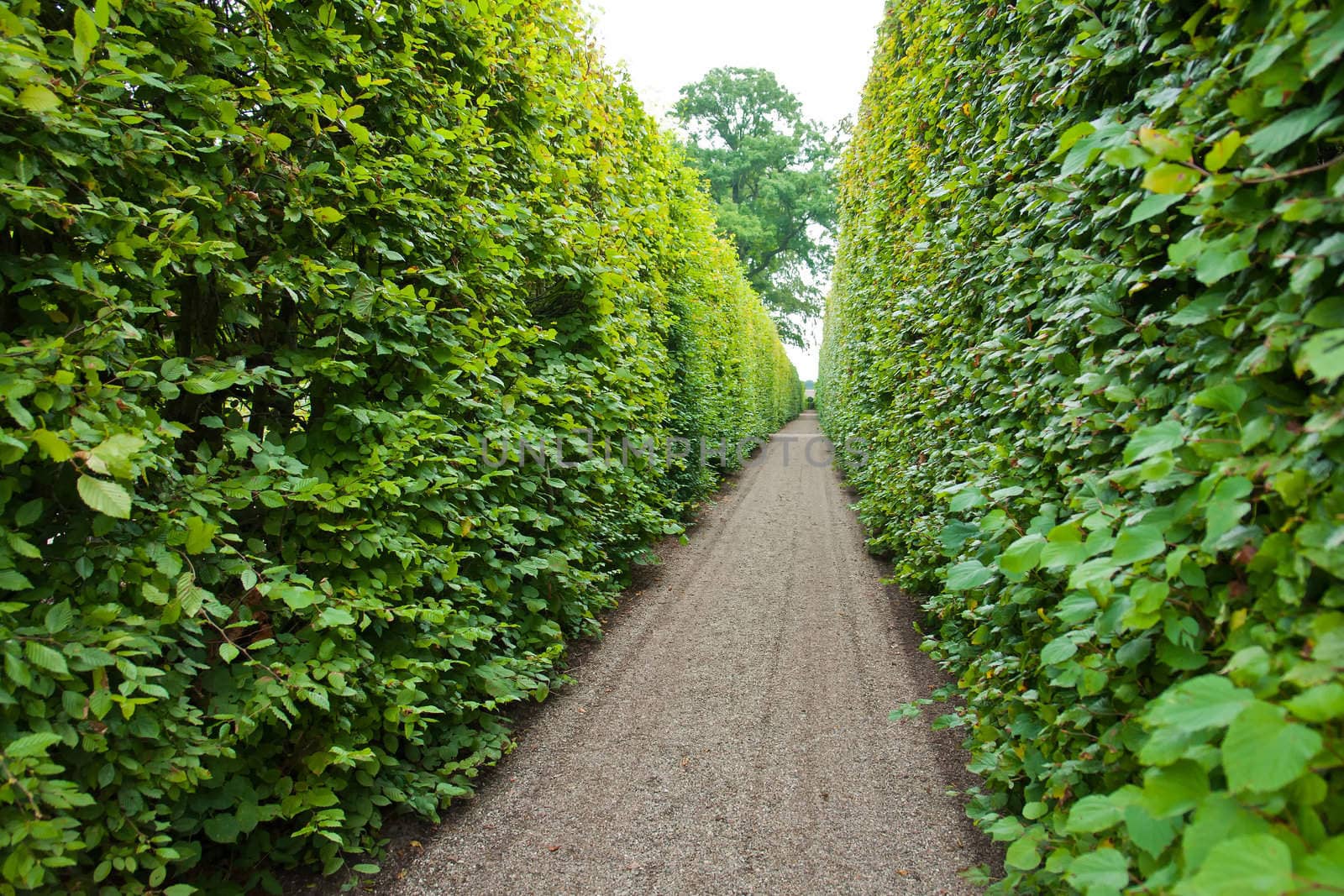 Lined footpath in a lush green garden Egeskov Denmark