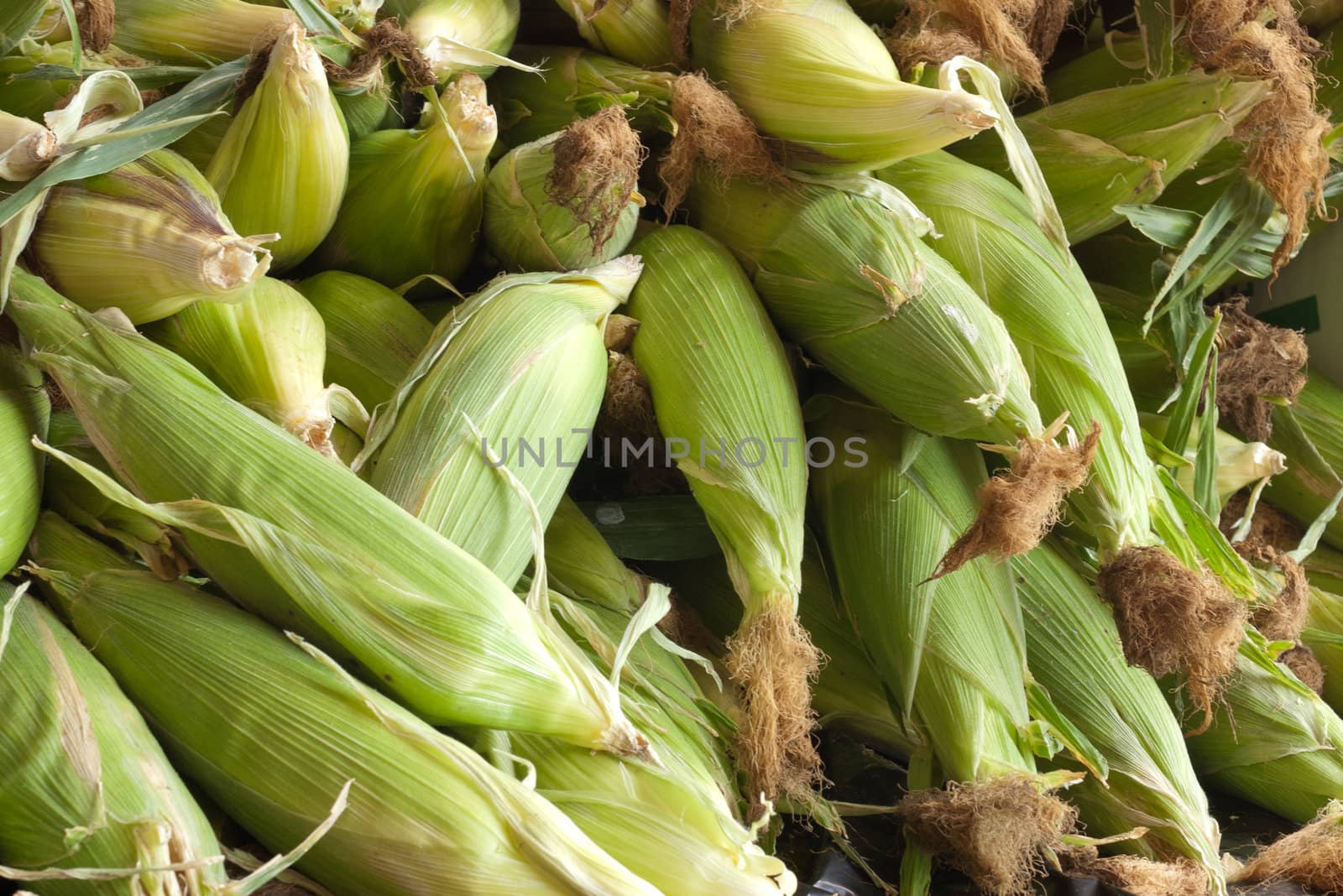 pile of fesh picked corn in husk