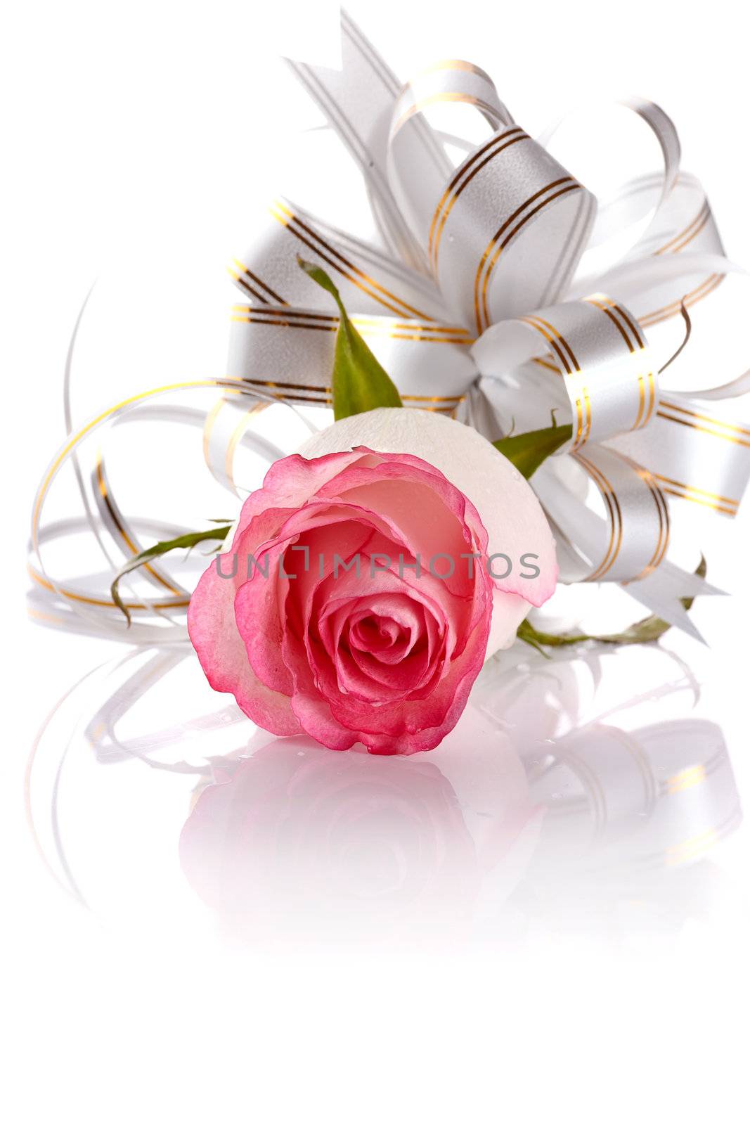 Pink rose. Rose on a white background. Pink flower. Rose with a bow. Flower as a gift.