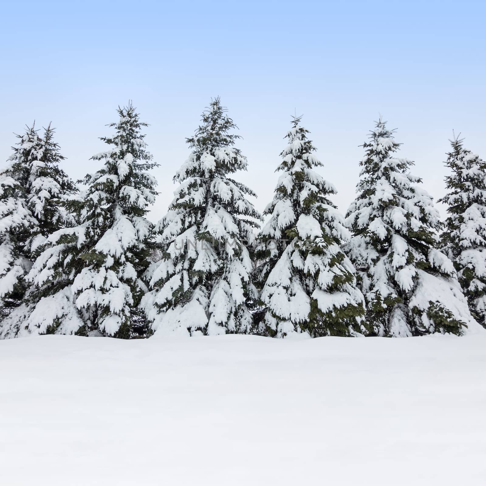 Fir trees covered by snow, winter beauty by anikasalsera