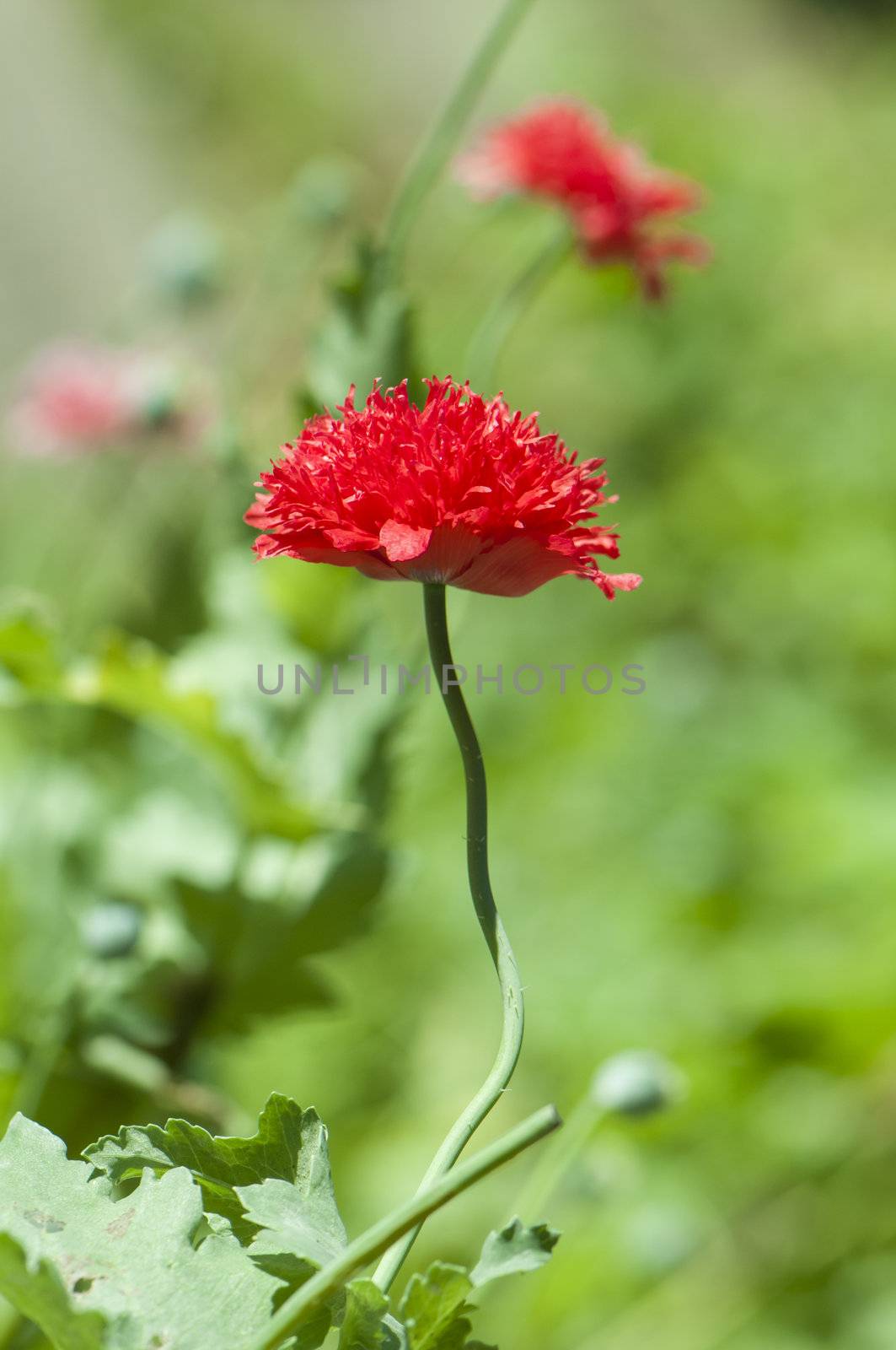 Red poppy flower in bloom