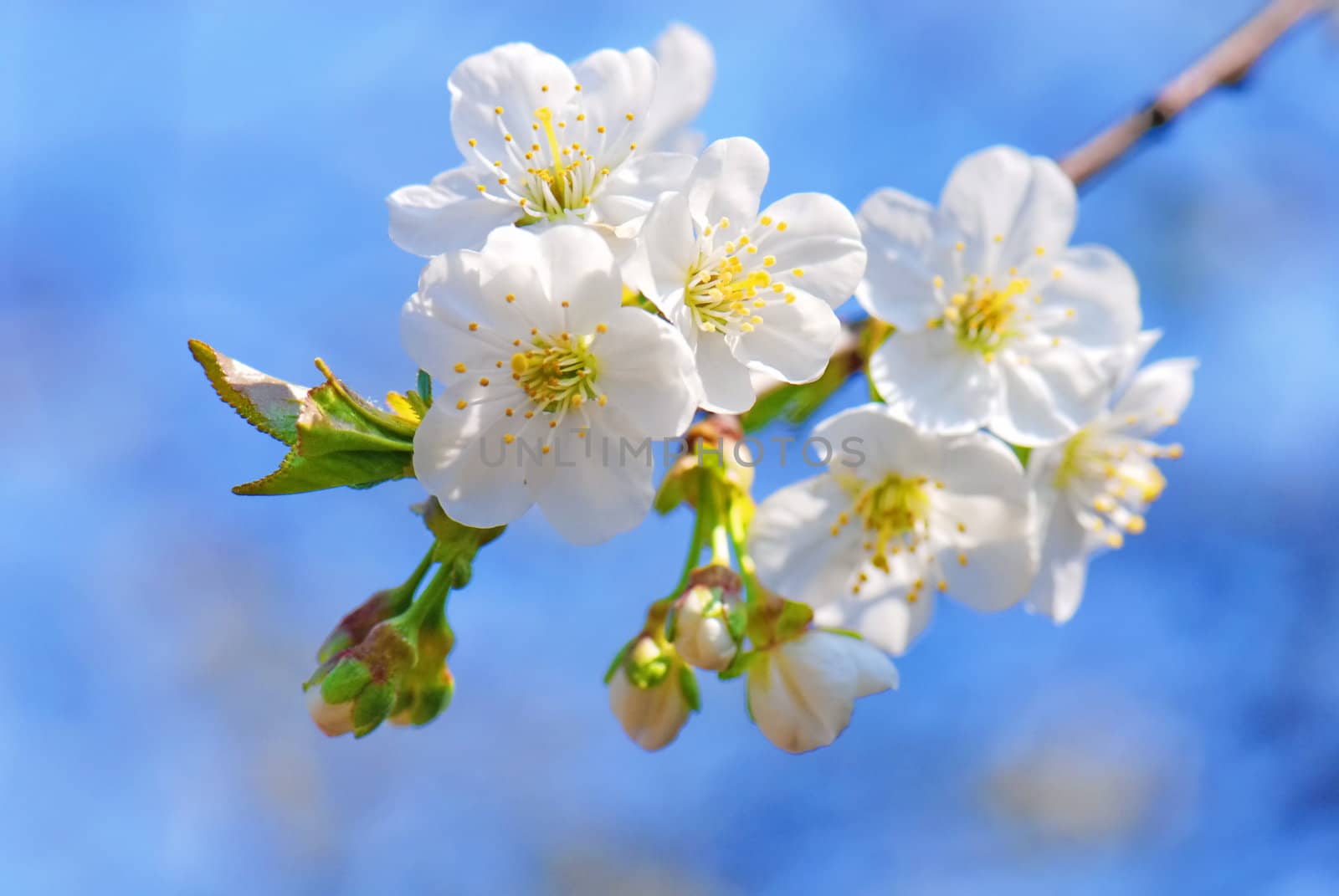 Plum tree flowers in bloom against blue sky