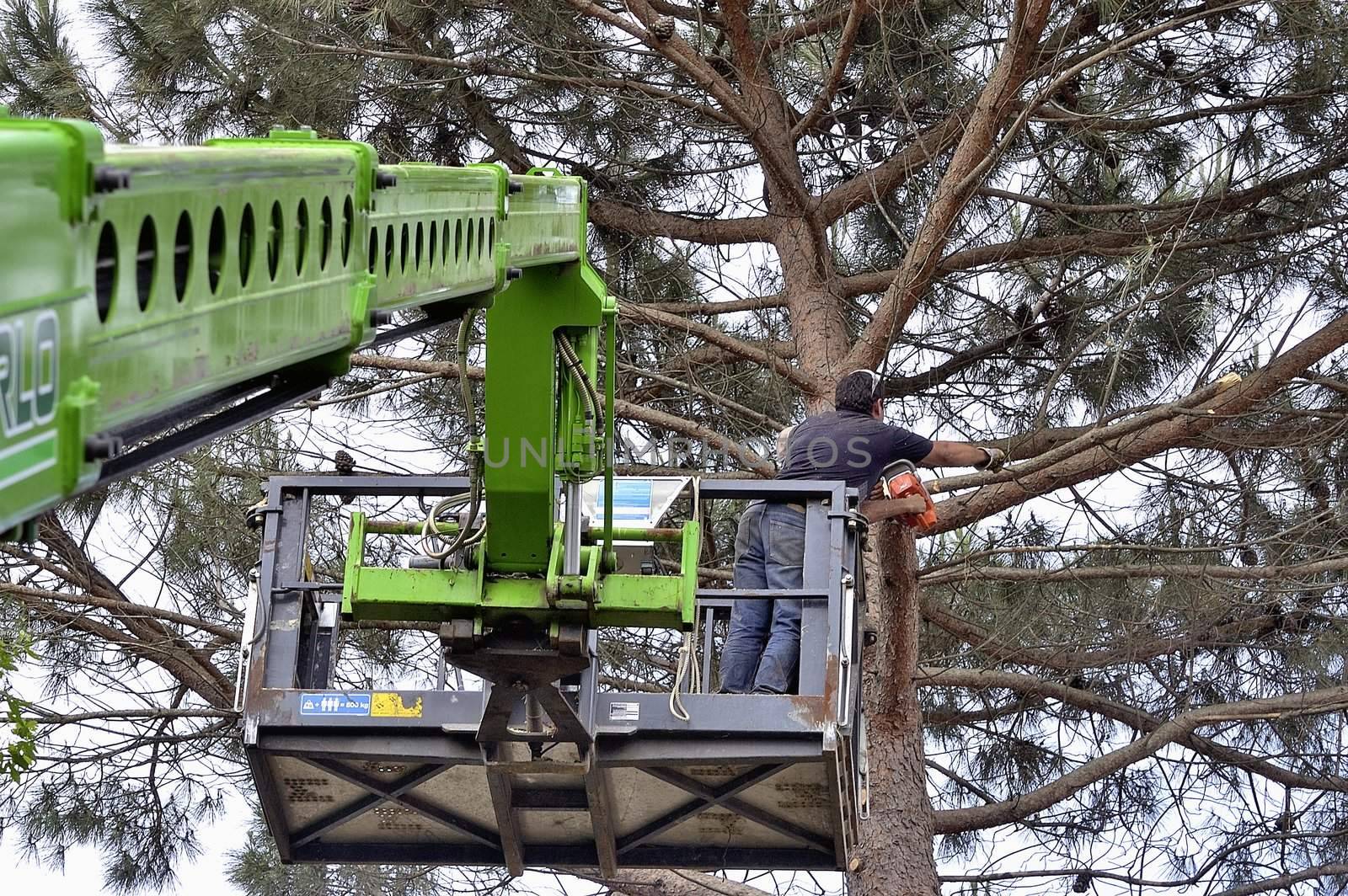 cross of a large tree become dangerous