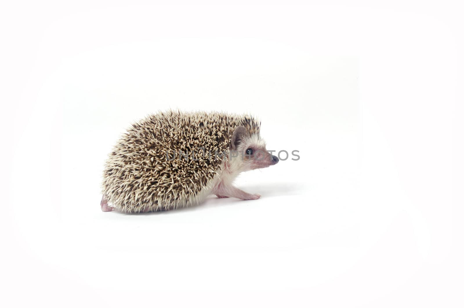 A closeup of a cute little hedgehog isolated on white