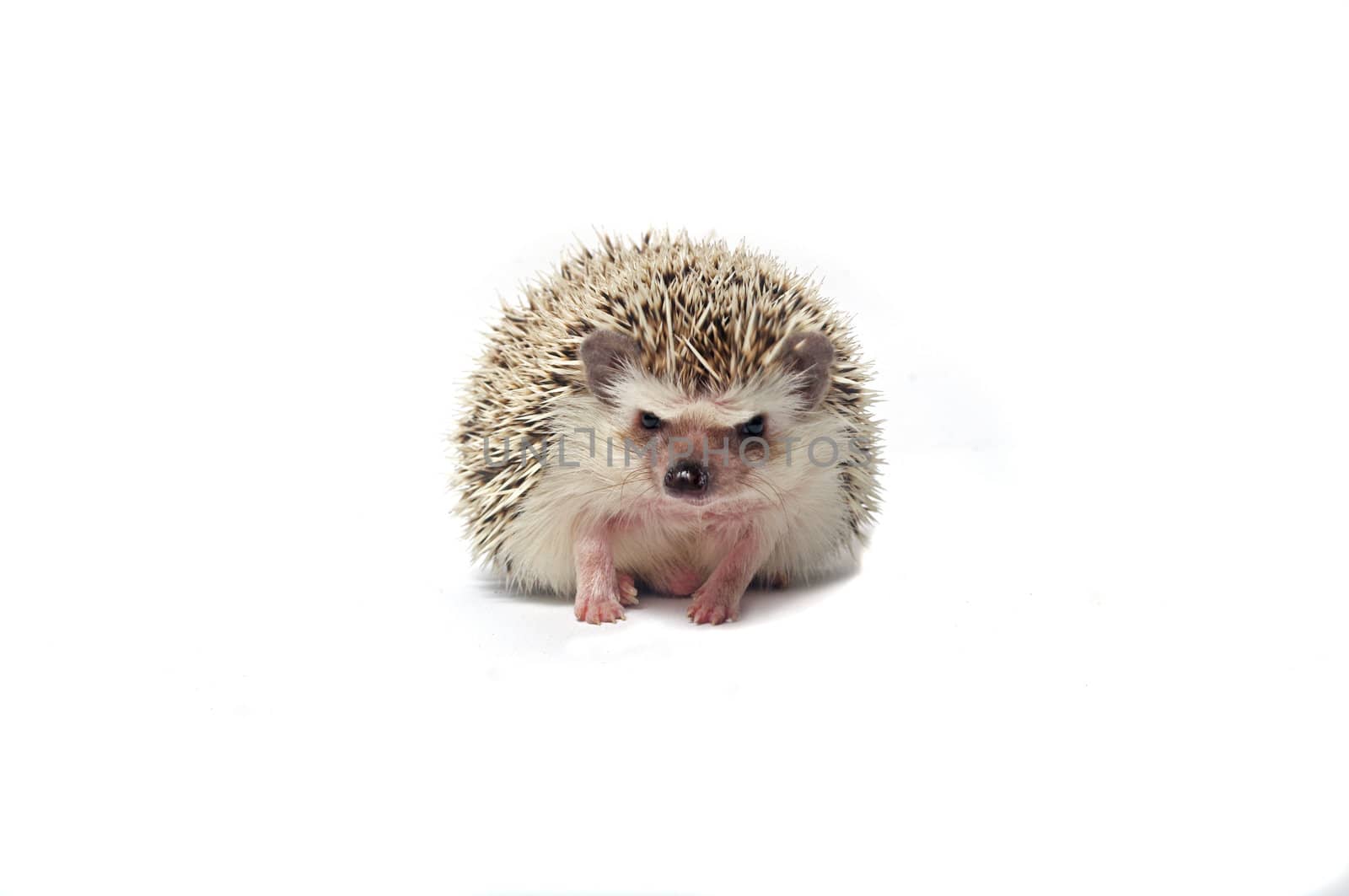 close-up of a little hedgehog Isolated on a white background