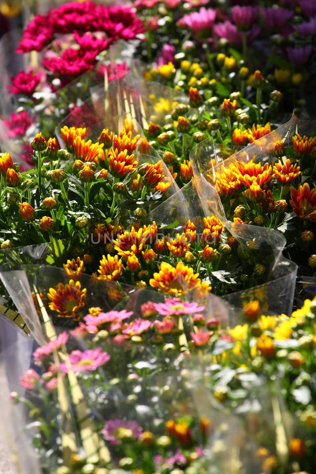 Variety of flowers sold in the market in Paris