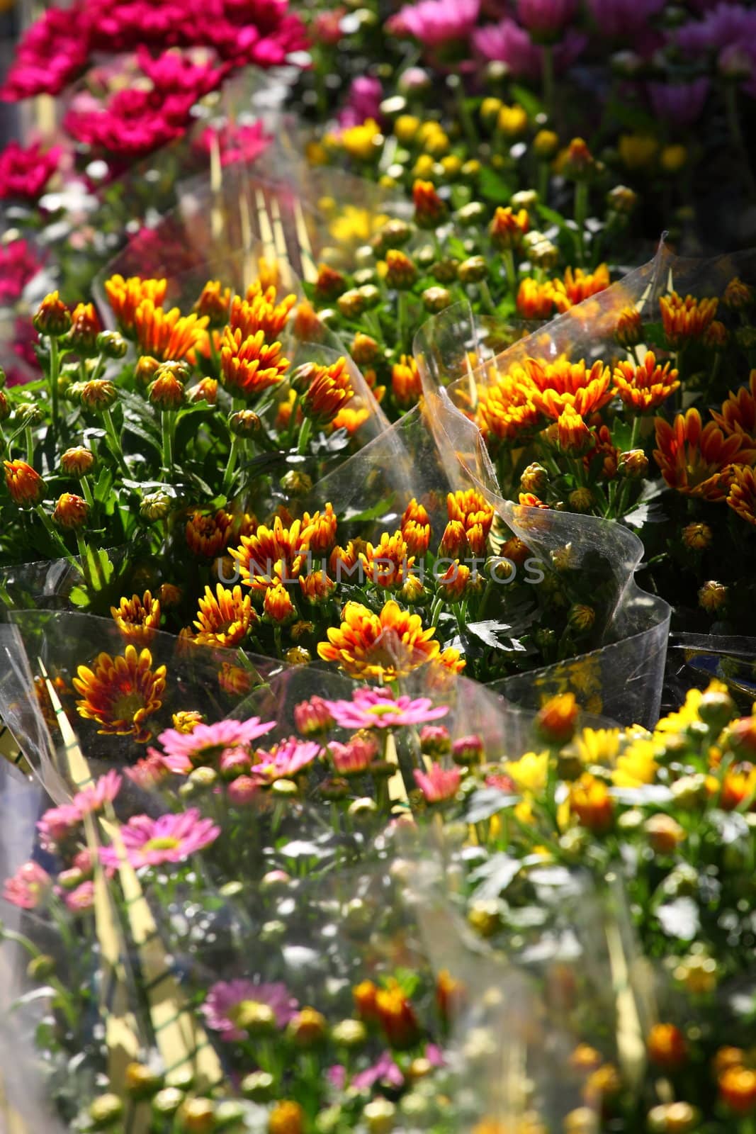 Variety of flowers sold in the market in Paris