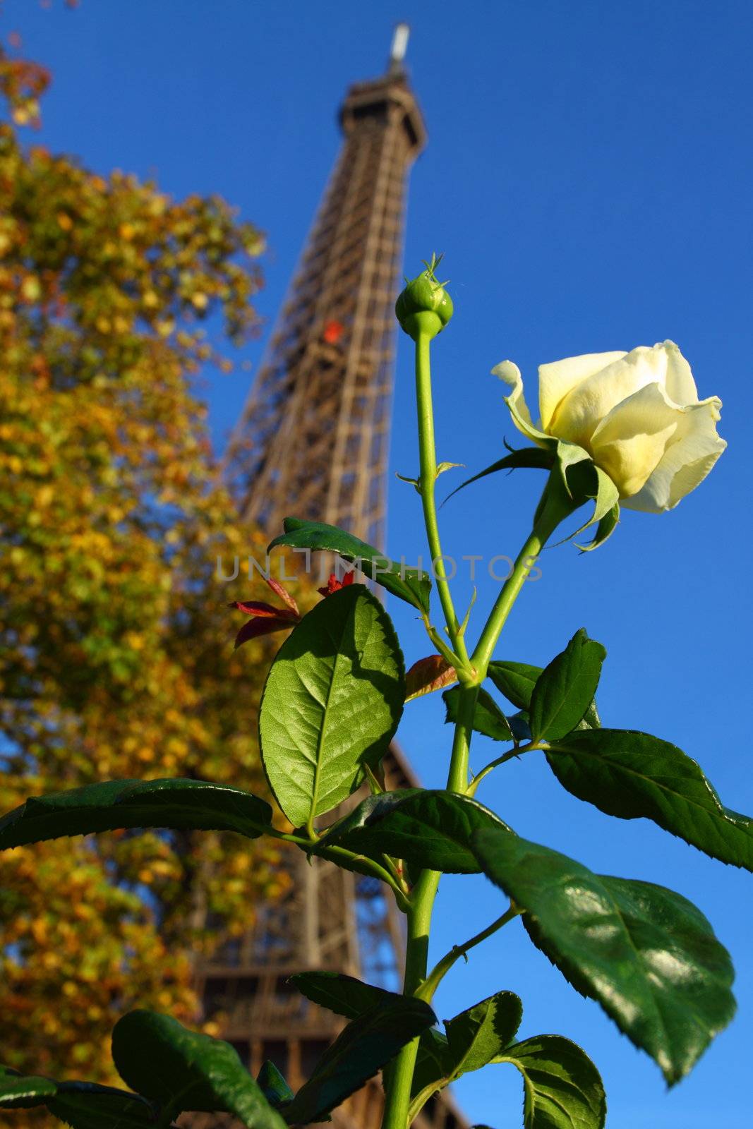 Famous Eiffel Tower of Paris 