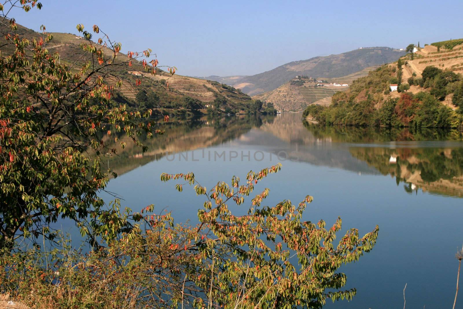 view on vineyard on river Douro