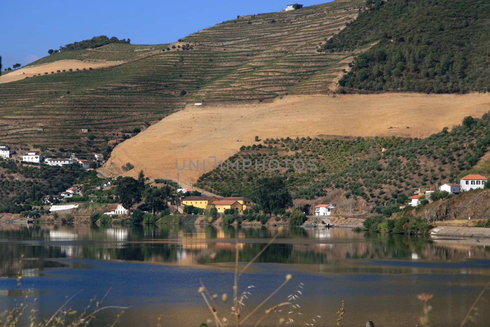 view on vineyard on river Douro