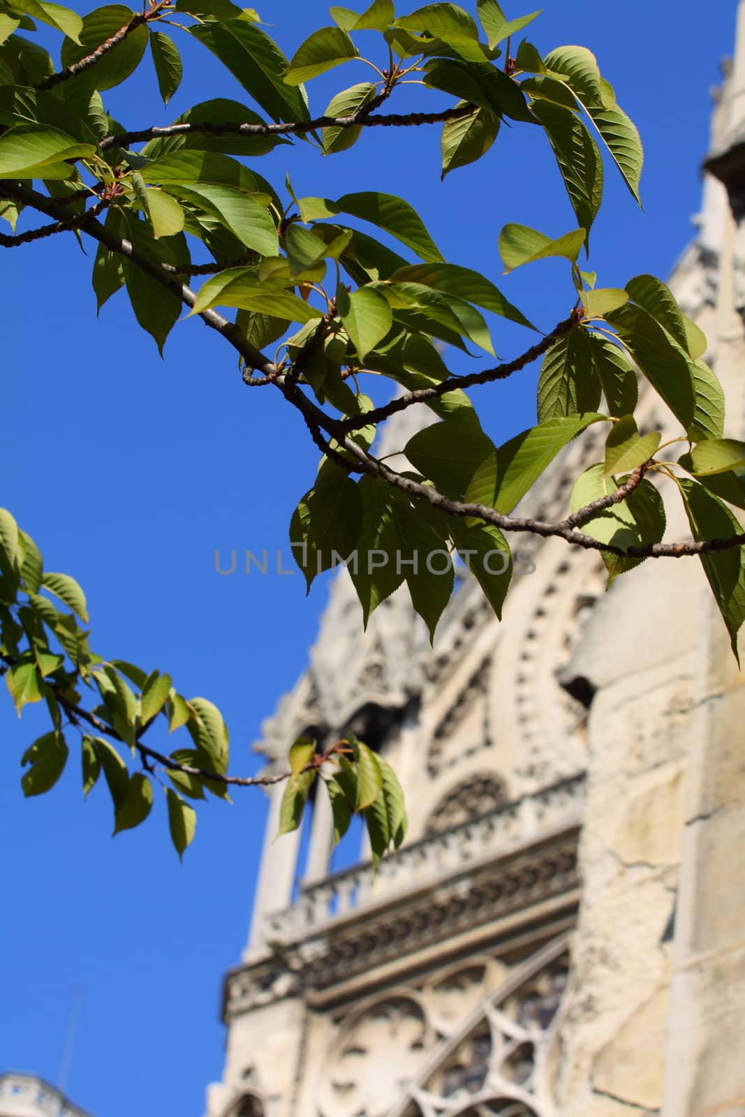 Notre Dame Cathedral - Paris by mariusz_prusaczyk