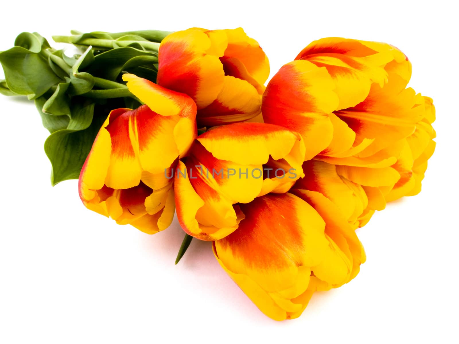 Bouquet of red nad yellow tulips on white background