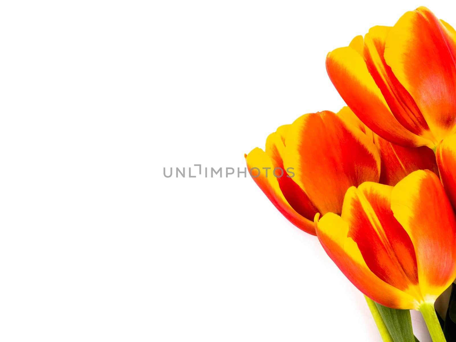 Red tulips on white background. Tulips are on yhe right side of picture, on the left it's empty white space