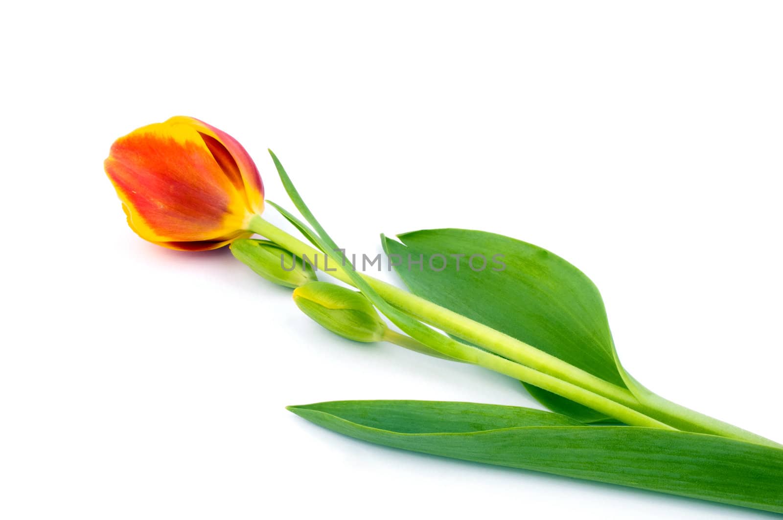 Beautiful red tulip on white background.