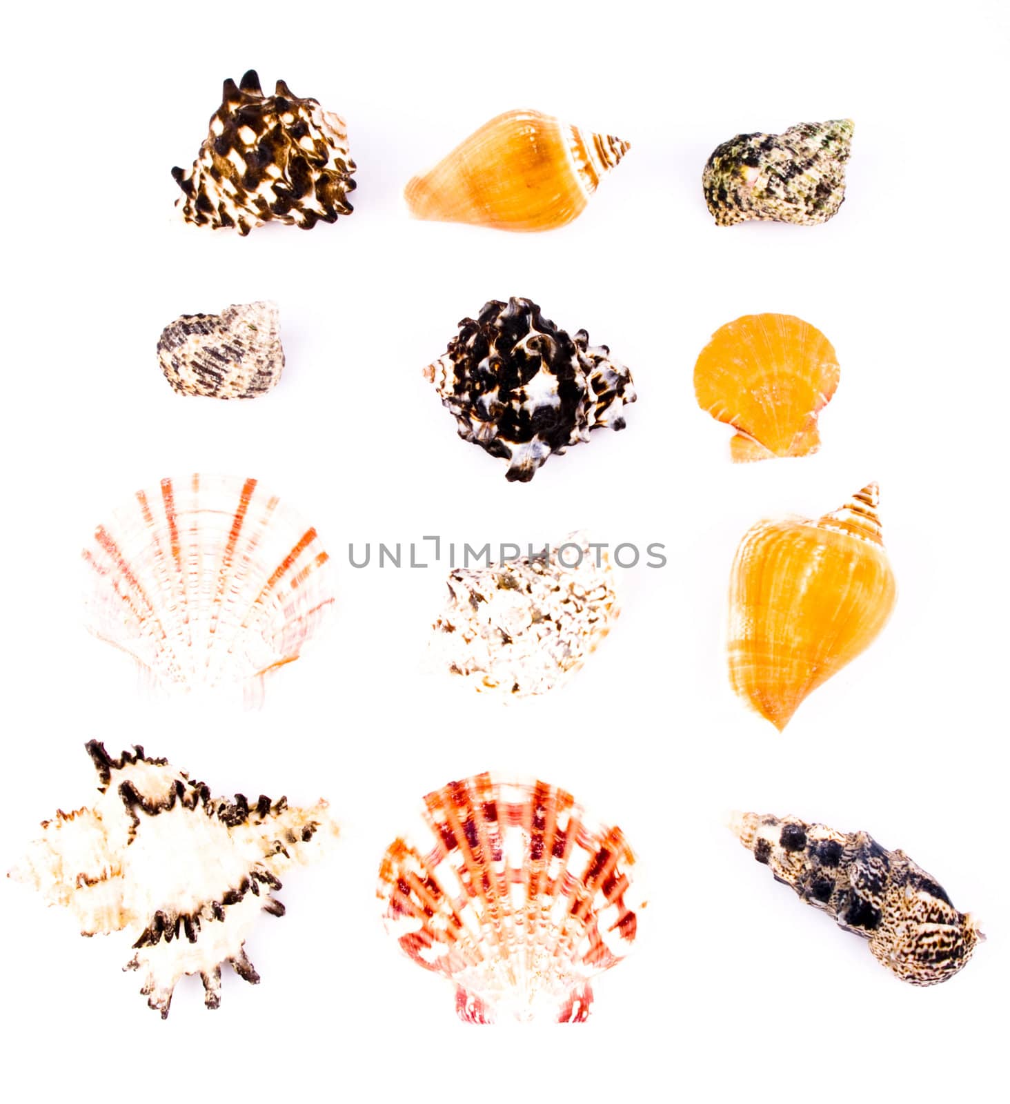 Twelve seashells on white background.
