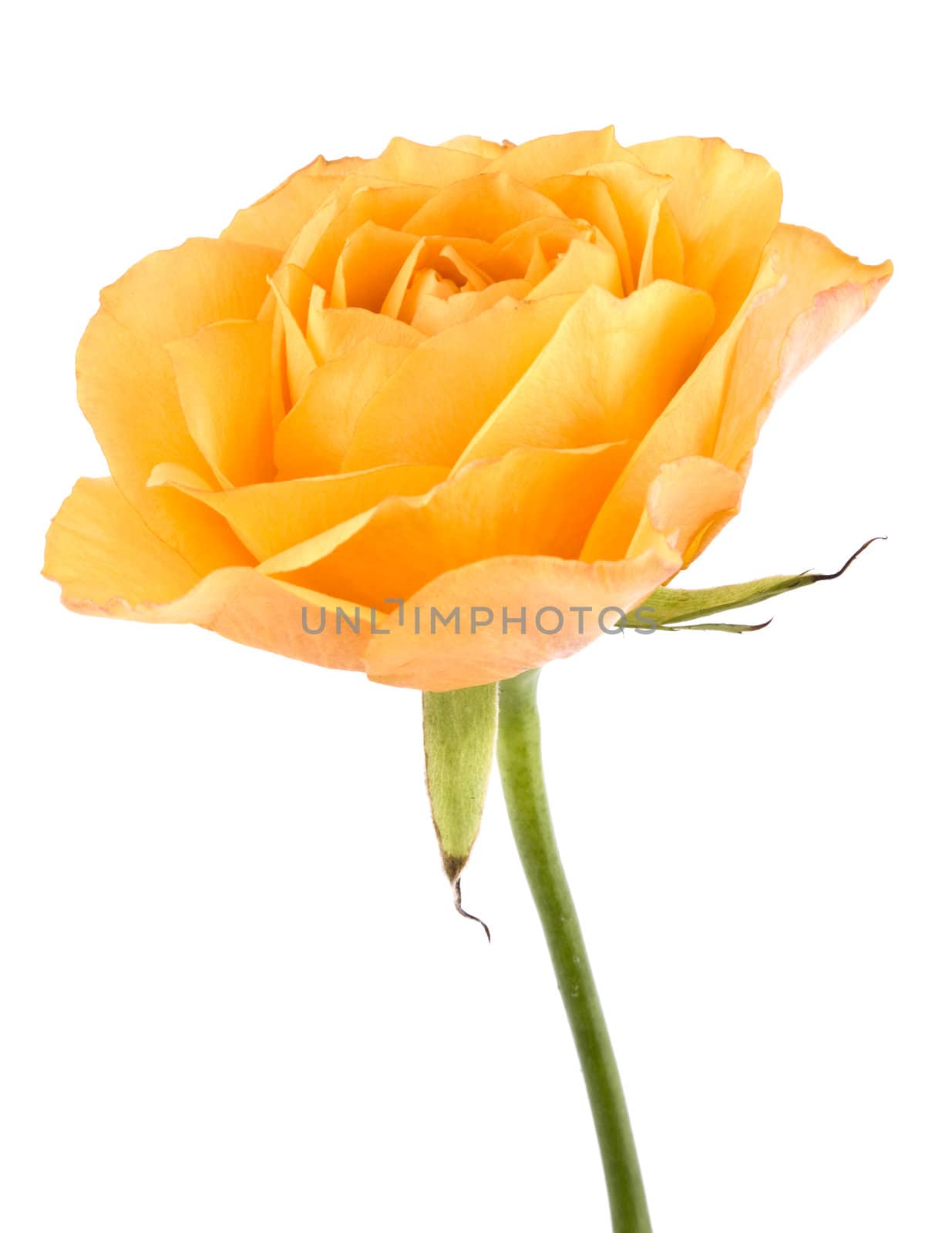 Picture of tea rose on white background.