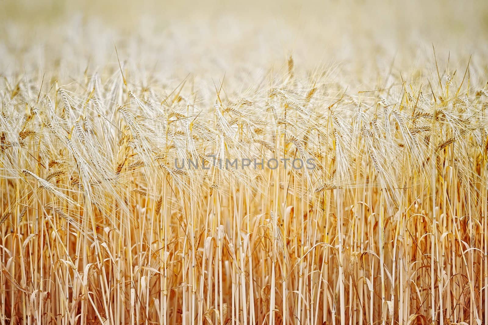 Farming field. Yellow grain ready for harvest