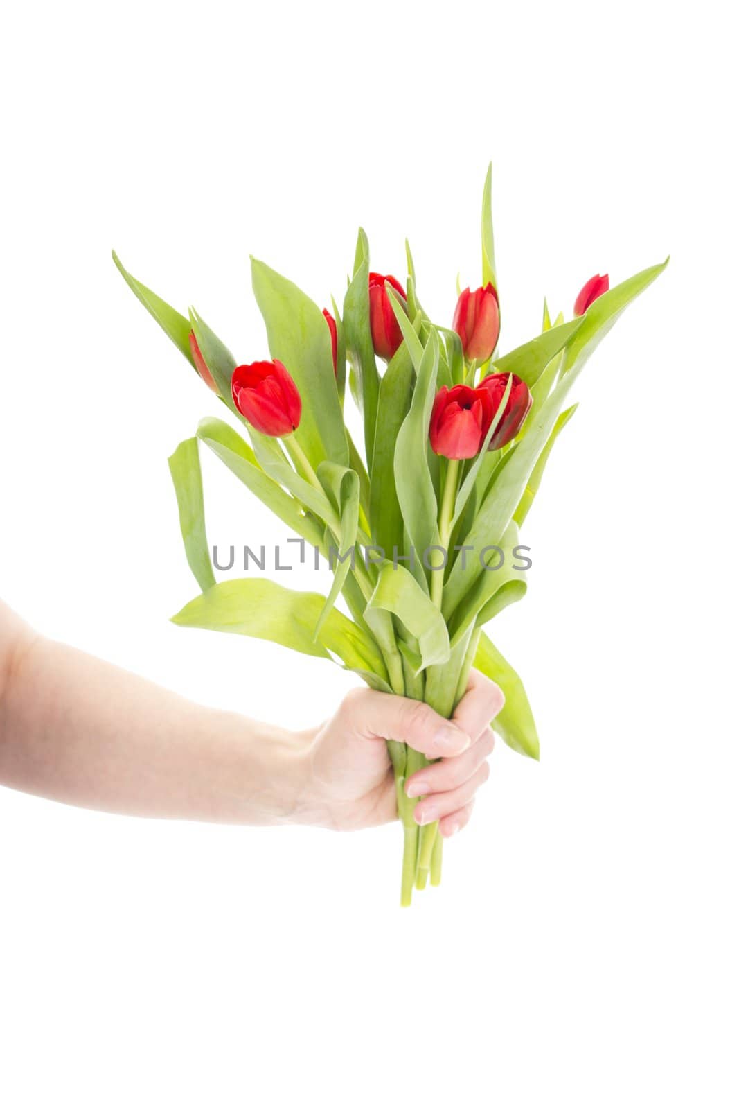 Hand with bunch of tulips