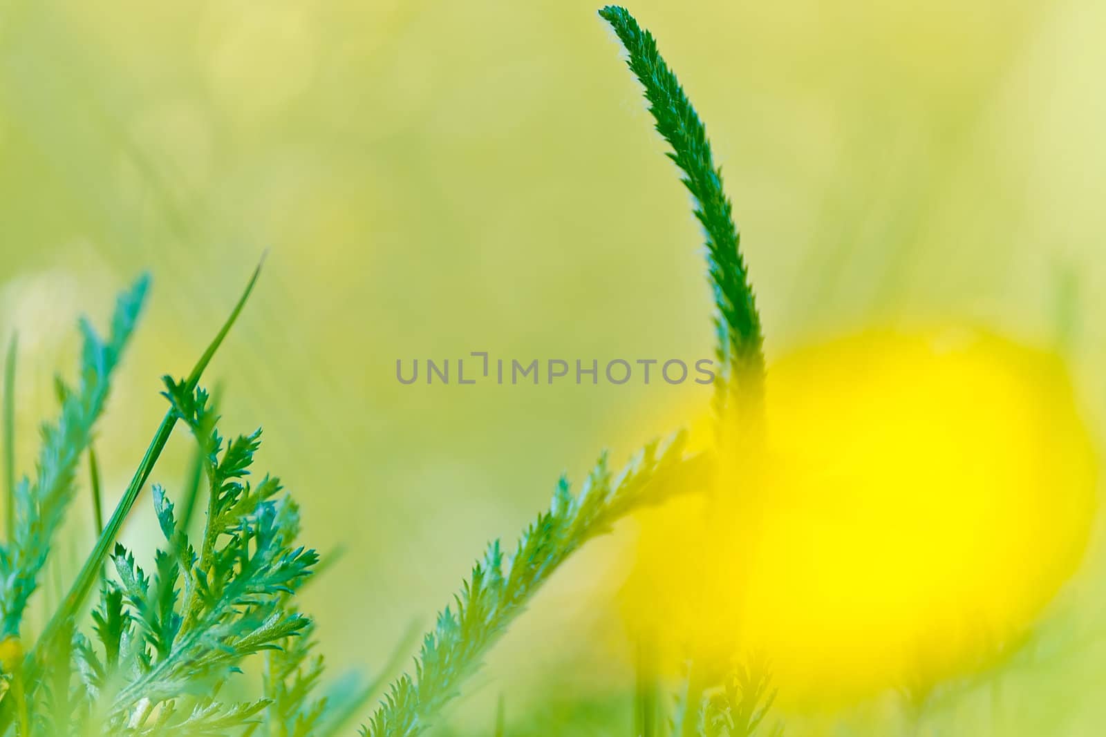 The Spring nature background with grass for design