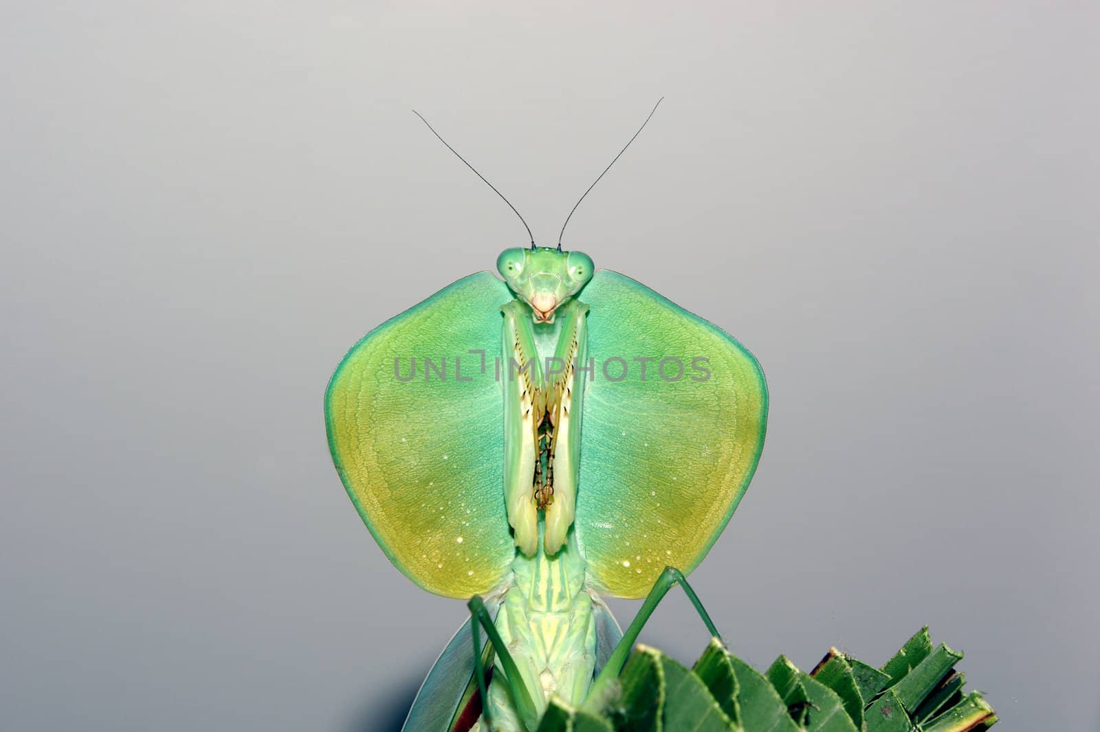 Female Shield mantis from Ecuador