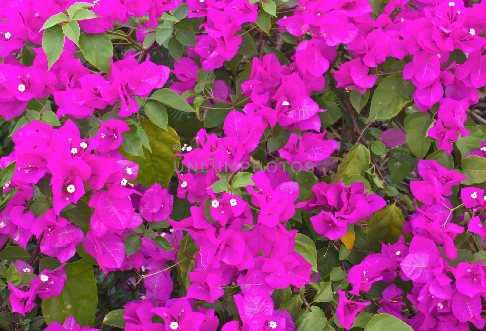 Purple bougainvillea flower with leaves background