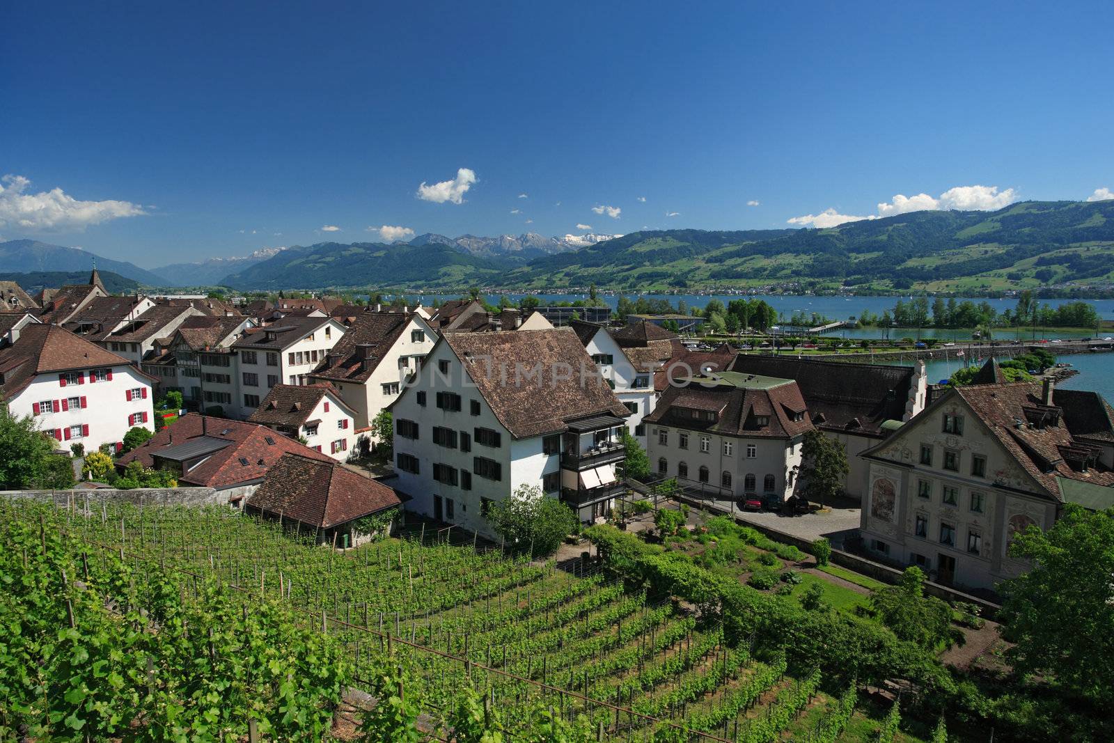 Vineyard in Rapperswil, Switzerland with a view of the Alps and the lake Zurich in the distance.