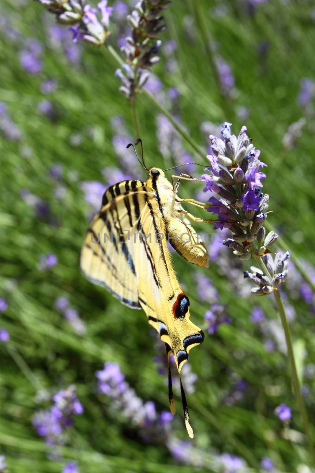 Beautiful Butterfly sitting on lavender plants  by mariusz_prusaczyk