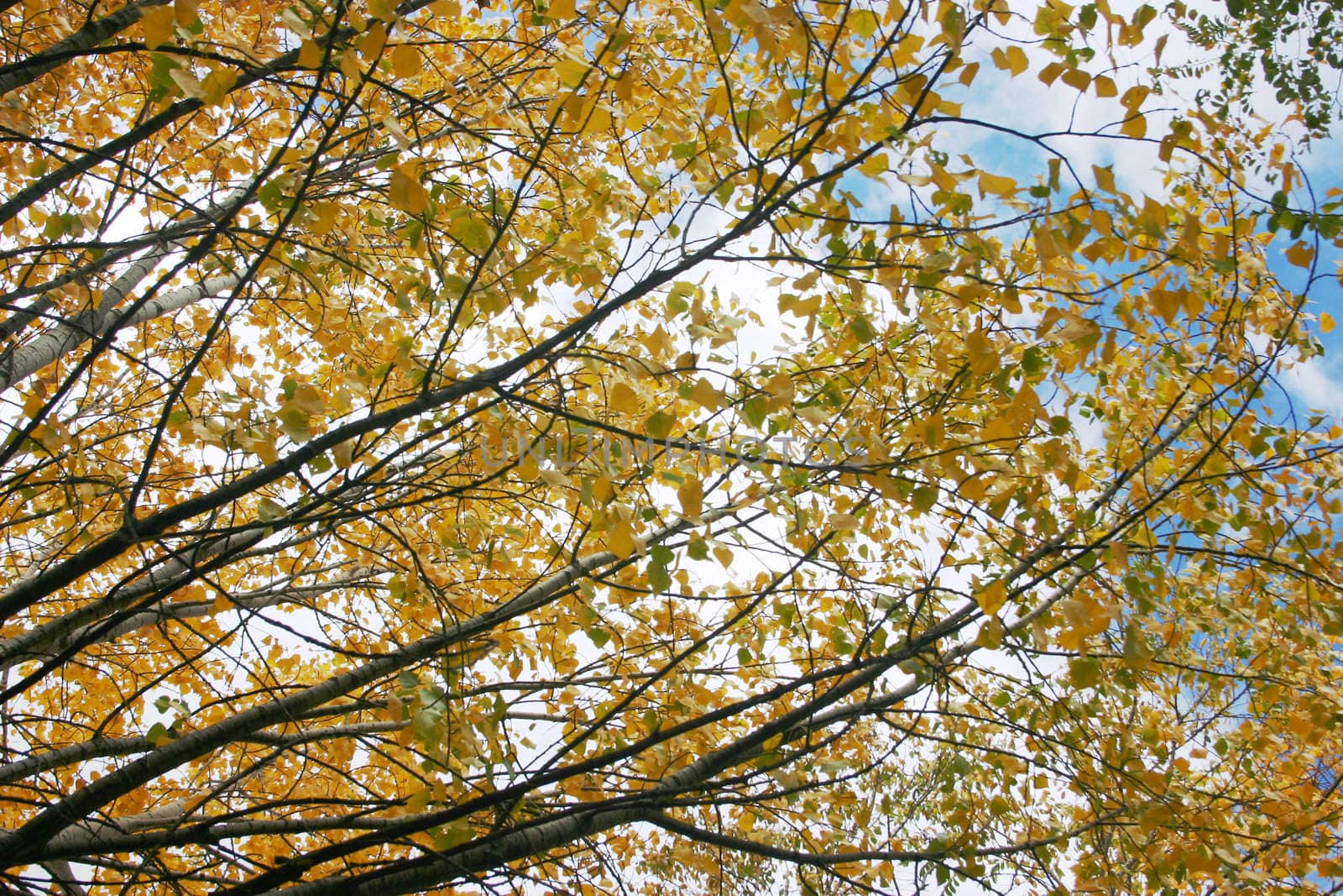 Birch leafes and branches against sky, atumn colors