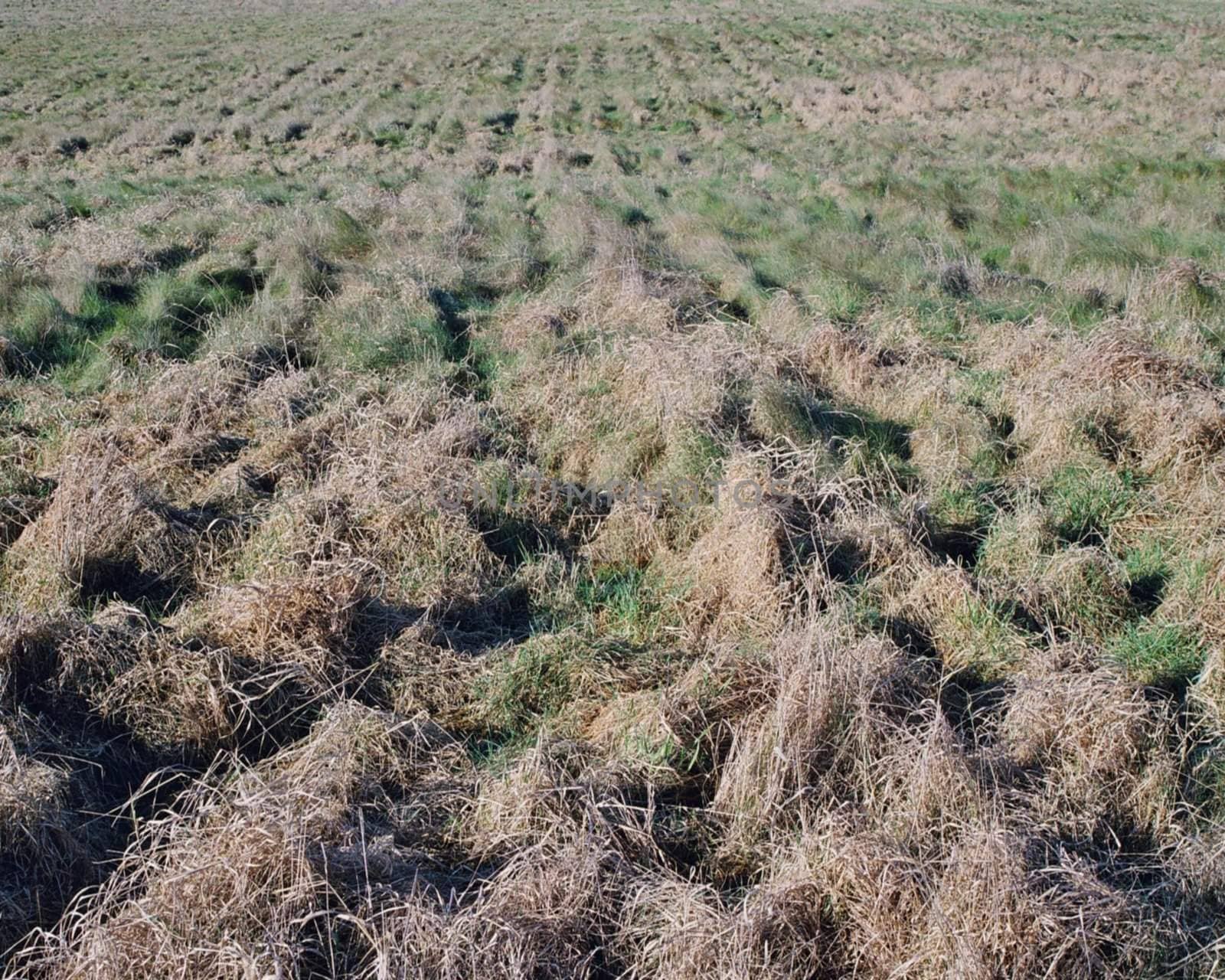 meadow of half dried grass