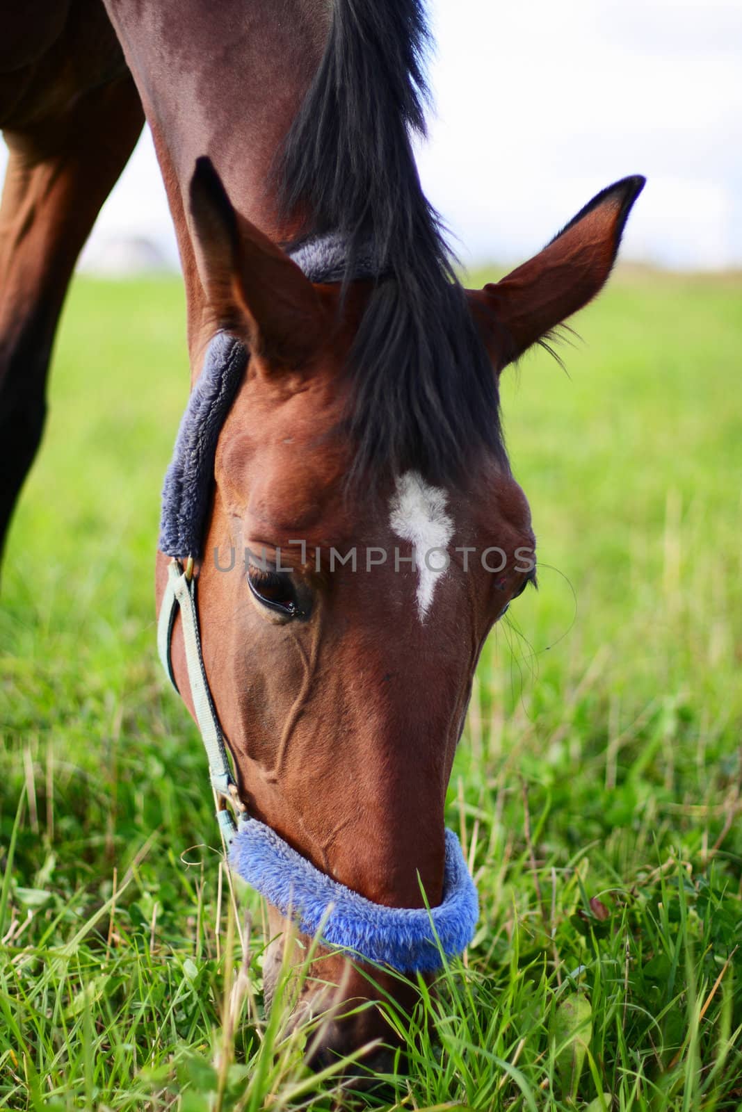 bay horse eating green grass on field