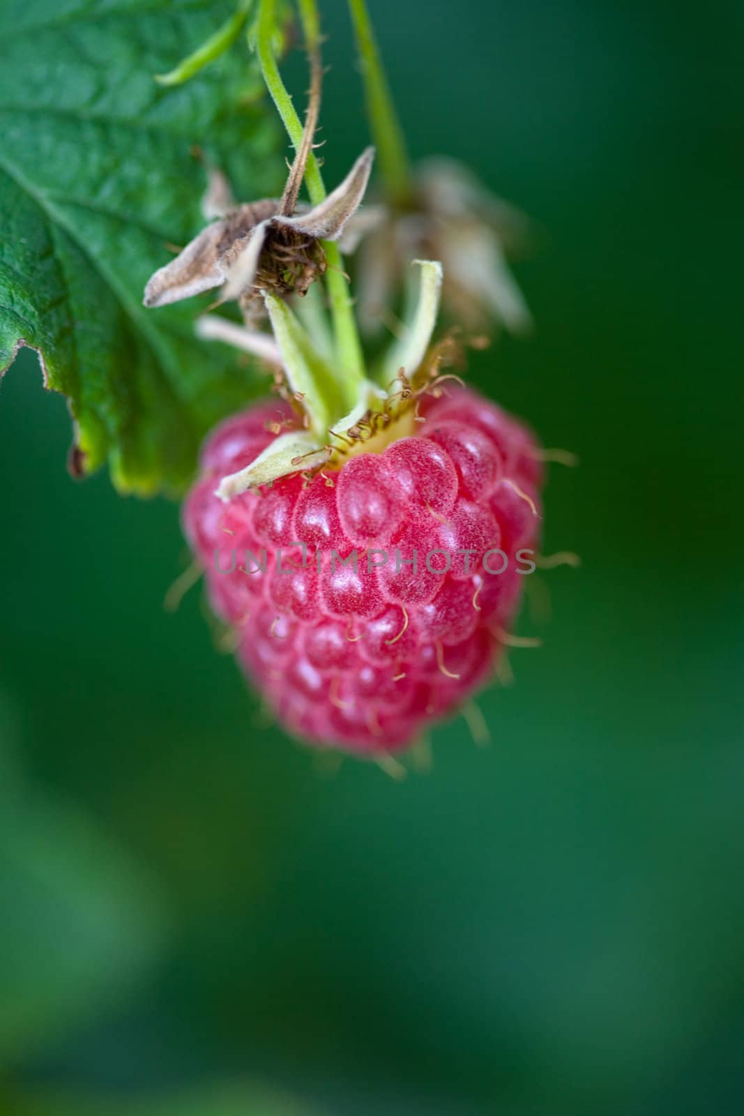 Macro of ripe raspberry at the nature