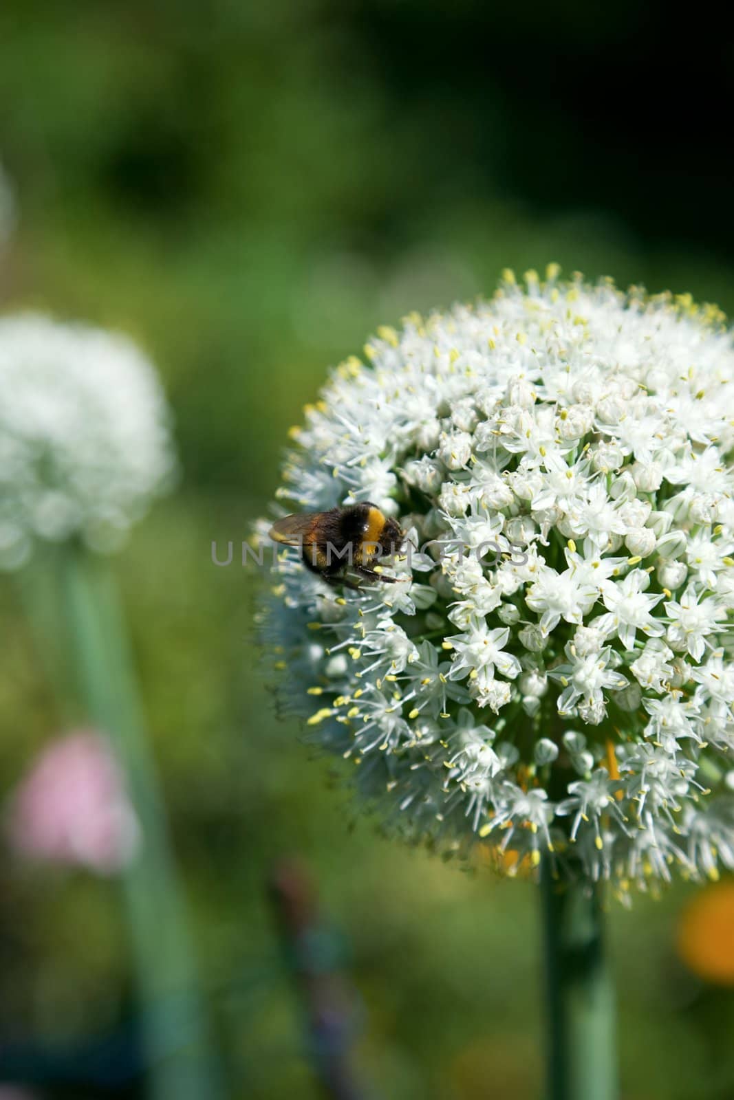 Bumblebee on the blossoming onion, August 2007, Karaganda