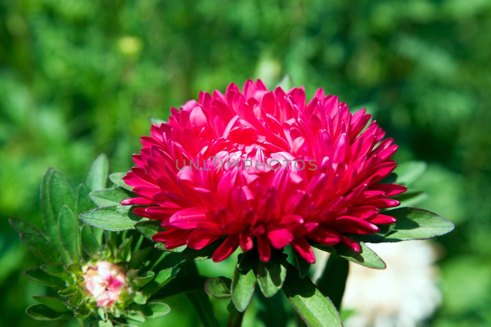 Aster flower and bud. August 2007, Karaganda. DOF