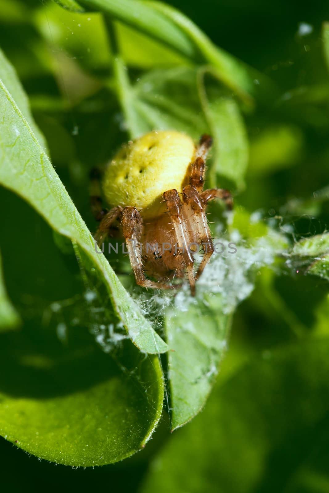 Big yellow spider on the plant. August 2007, Karaganda