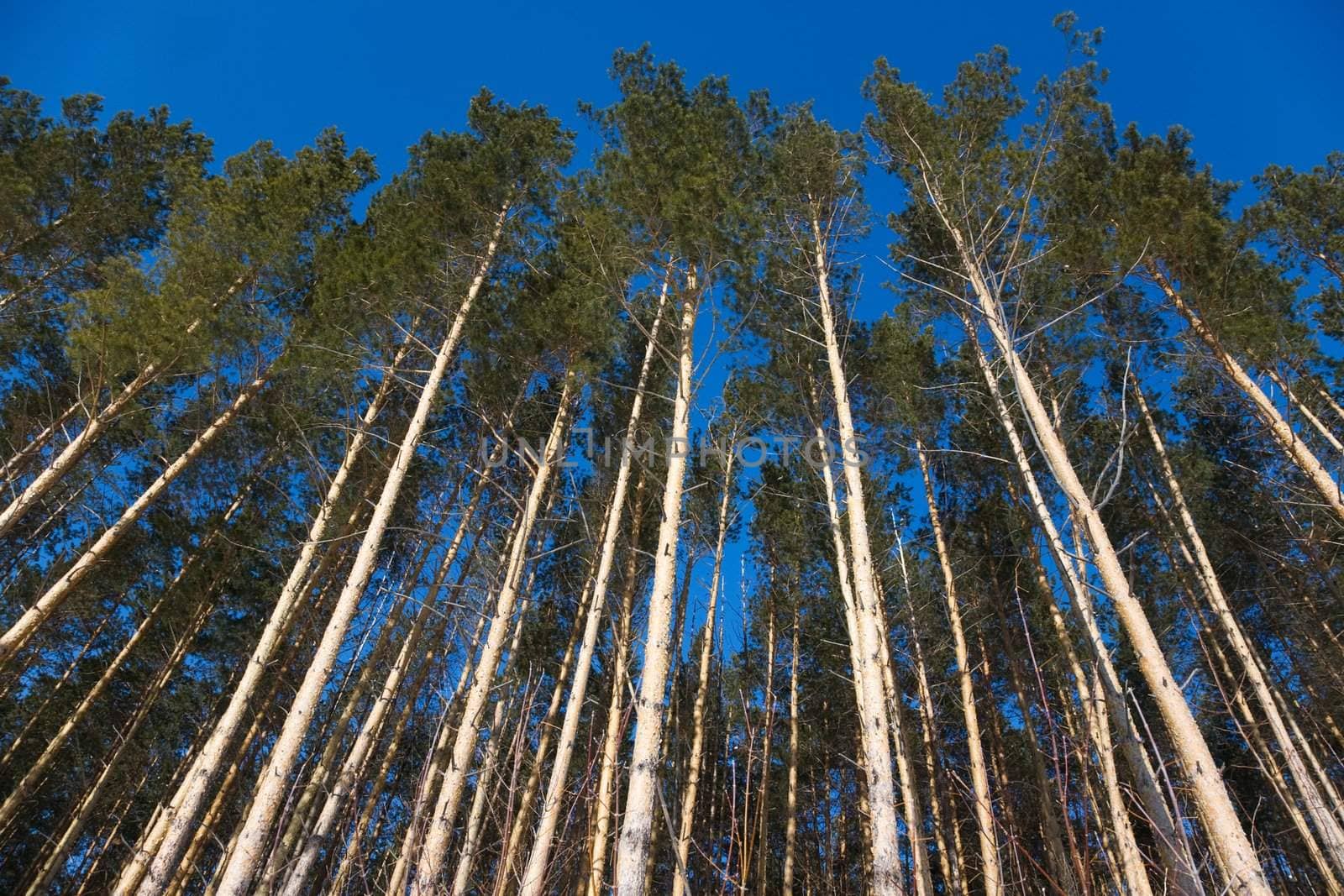 Pine mast. Forest near Belokurikha resort, Februart 2008