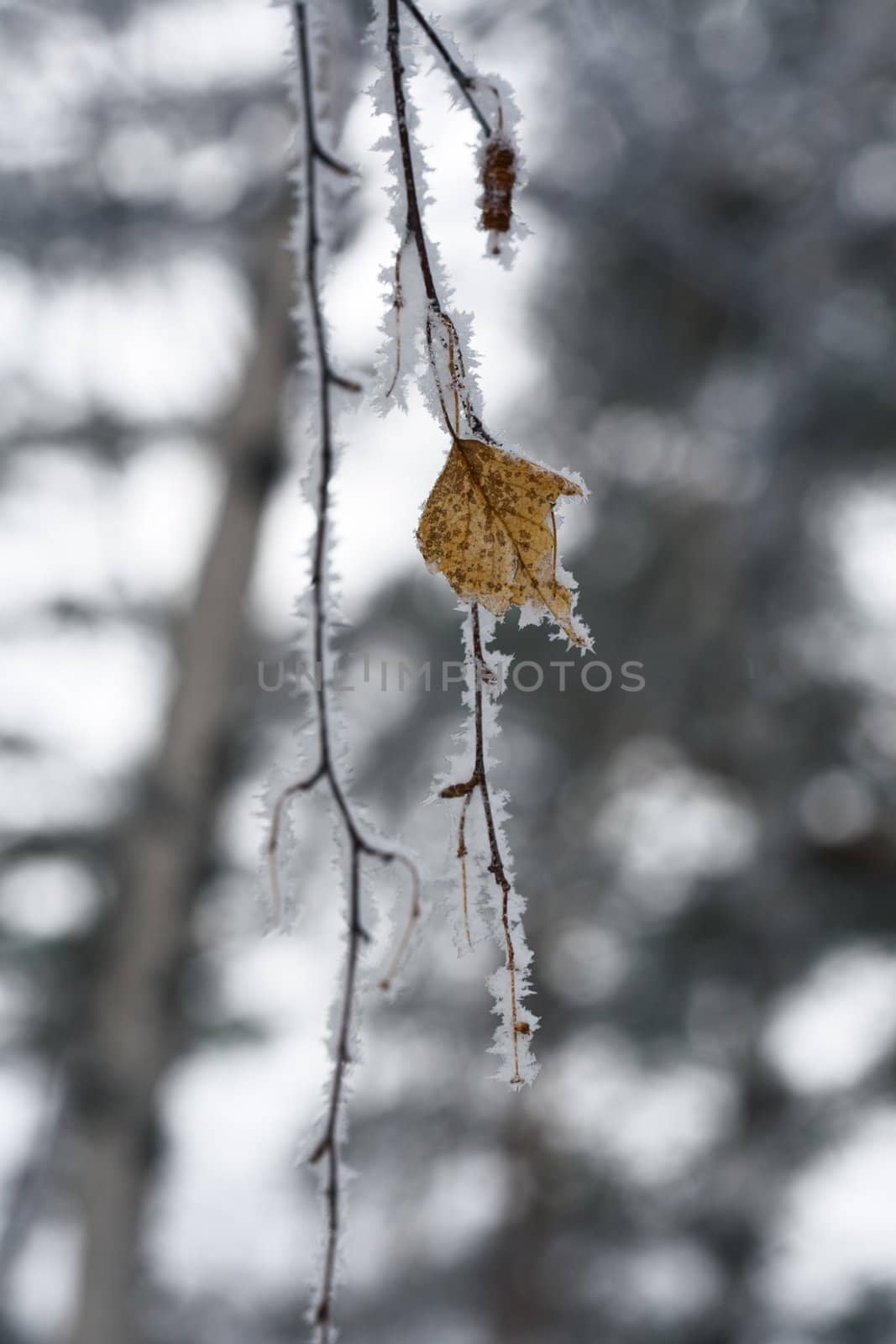 Winter abstract. Birch branch with frost. Belokurikha resort, february 2008, DOF