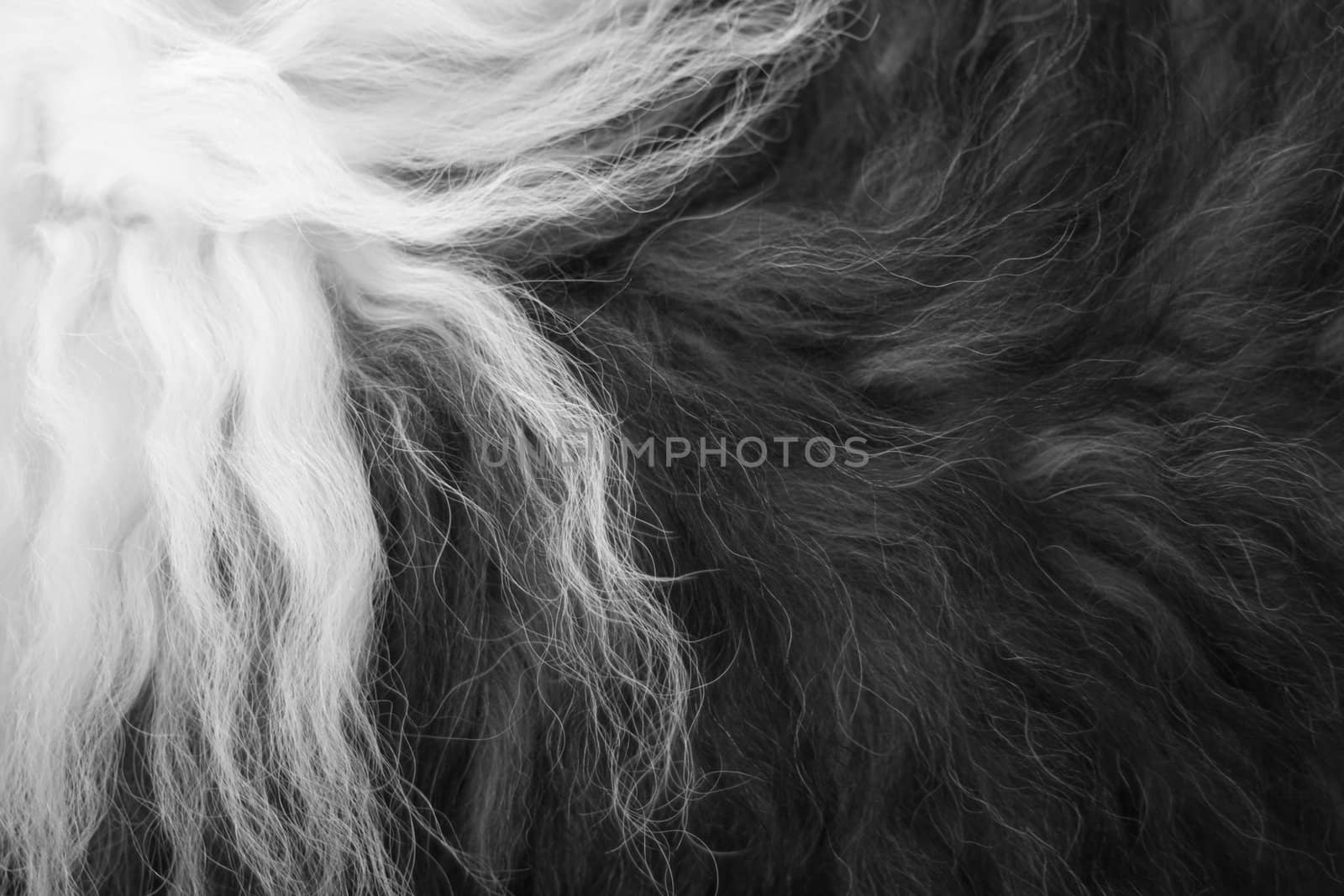 close-up of old english sheepdog's fur