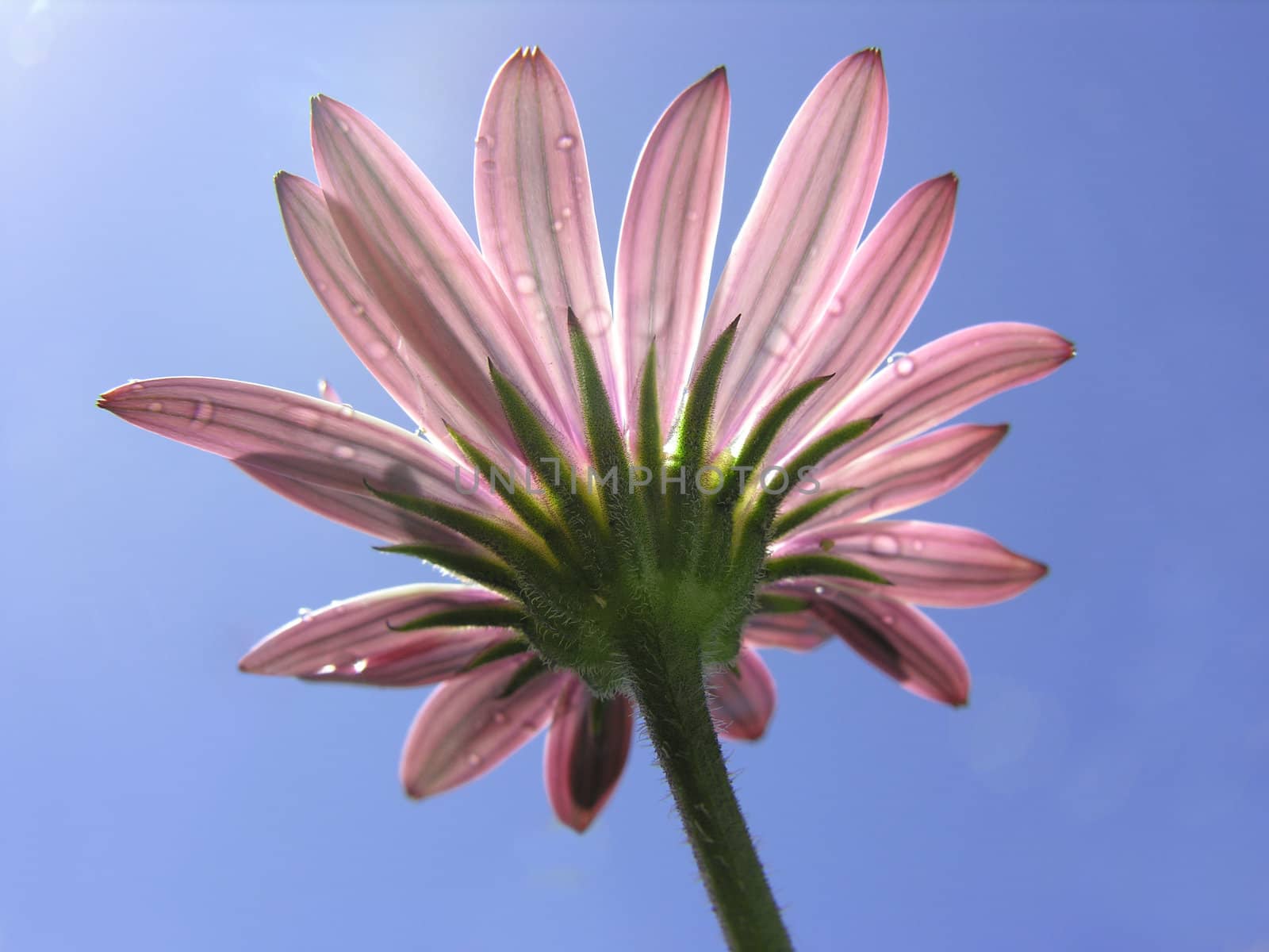 beautiful daisy in the sun