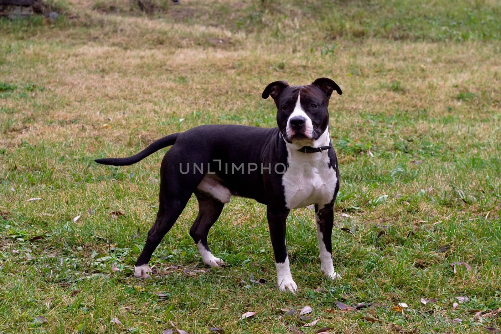 black and white terrier on the field
