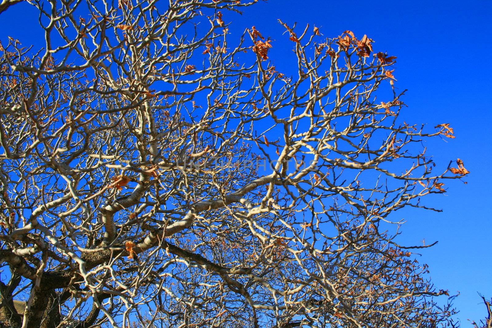 Oak tree branches in a forest over blue sky.
