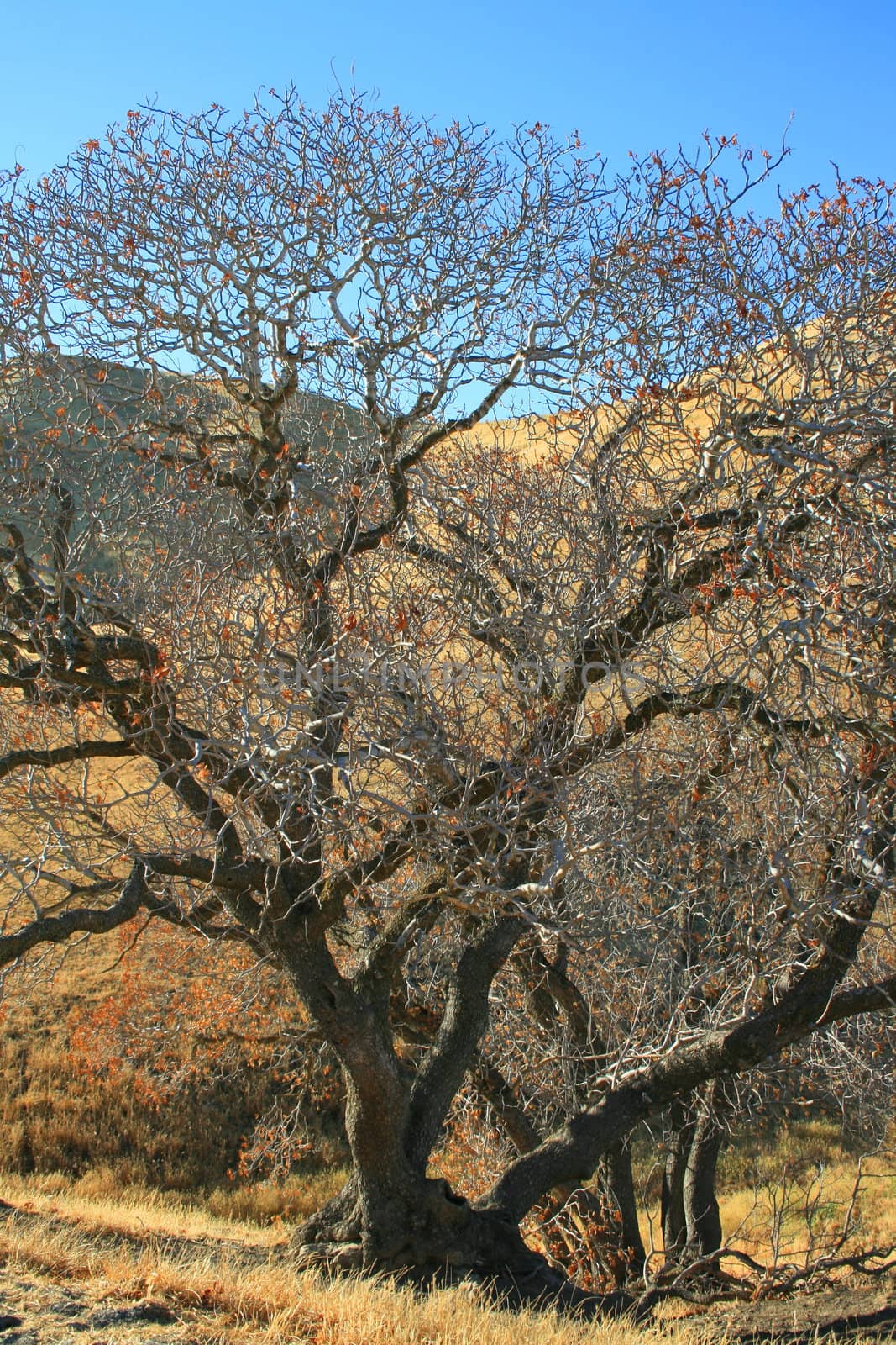 Oak trees in a forest over blue sky.
