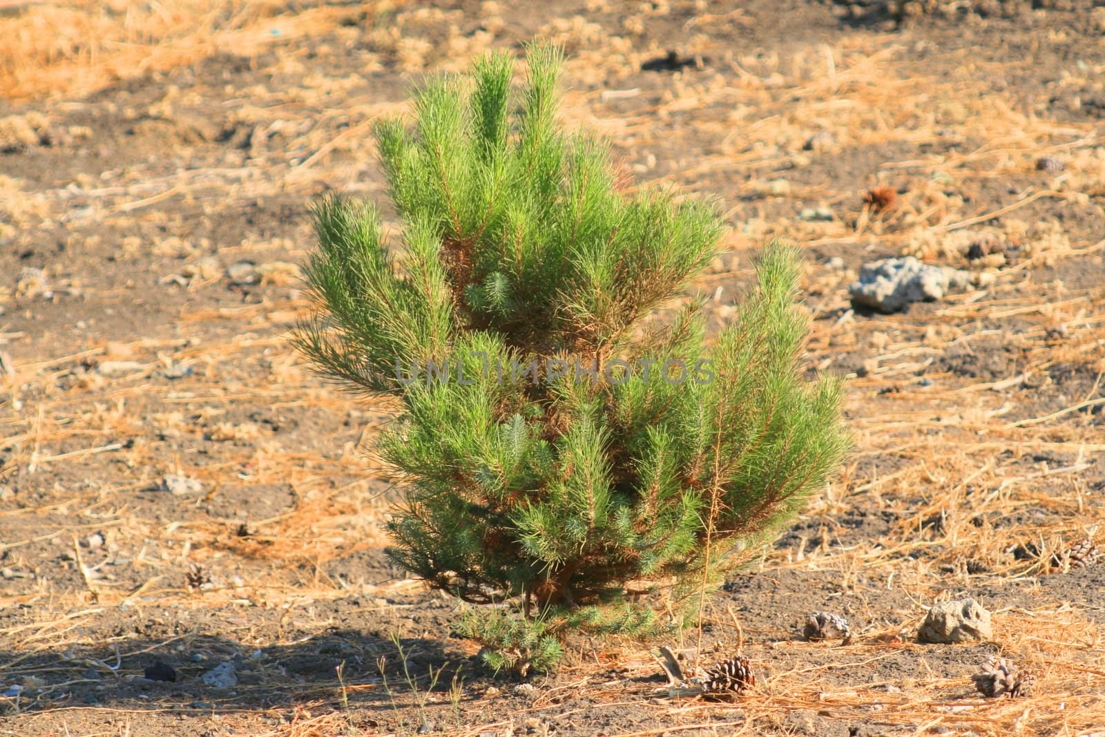 Small pine tree in a forest.
