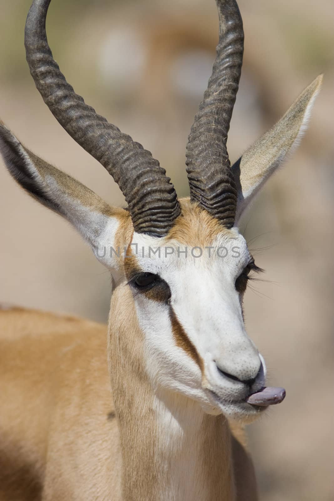 Male Springbok by nightowlza