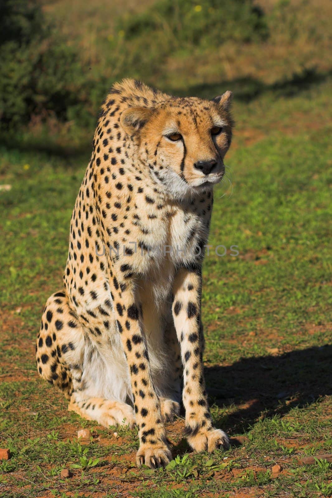 Cheetah by nightowlza