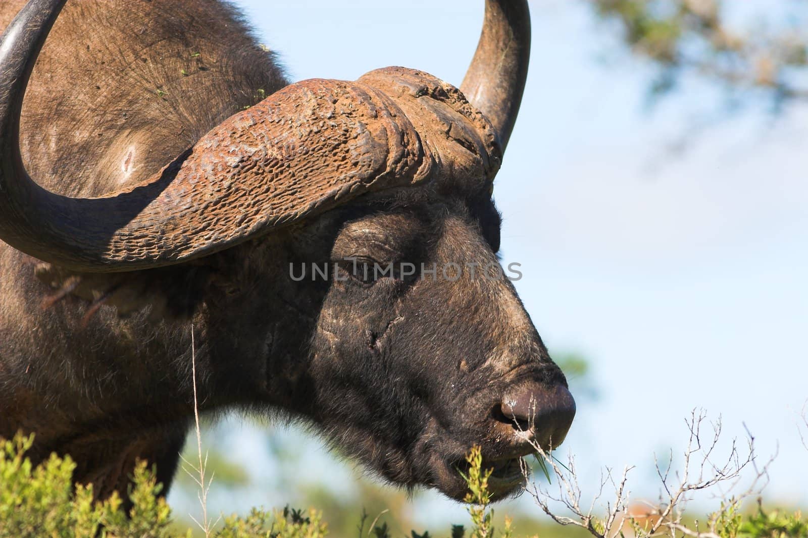 Close up of a Buffalo bull feeding