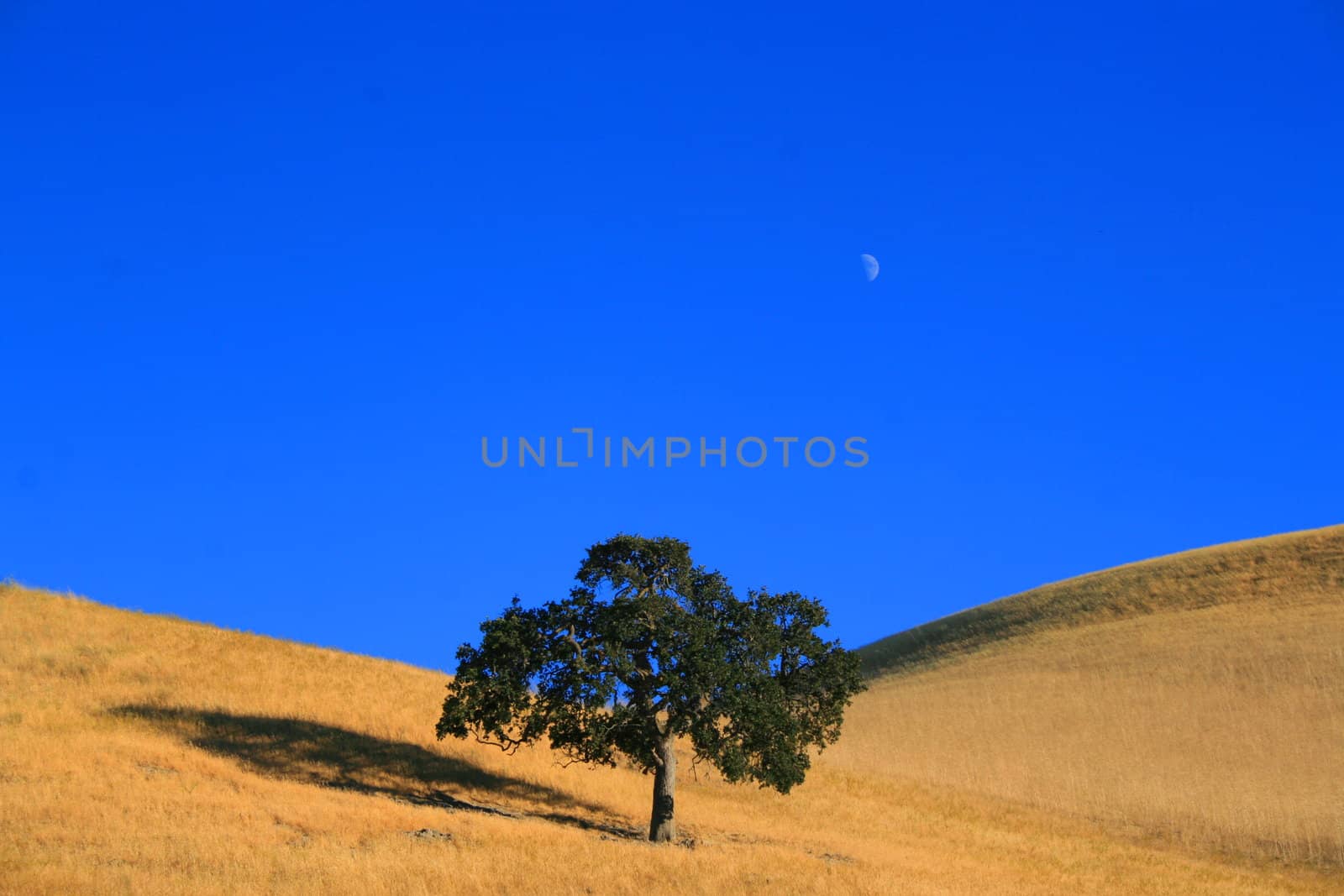 Tree on a hilltop under the moon.
