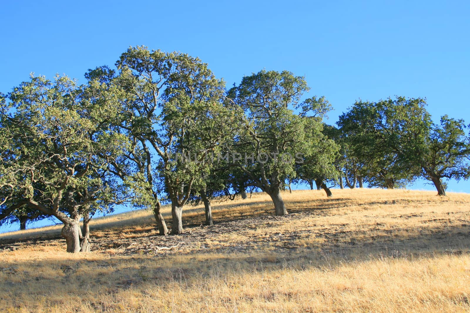Hilltop with a group of trees over blue sky.
