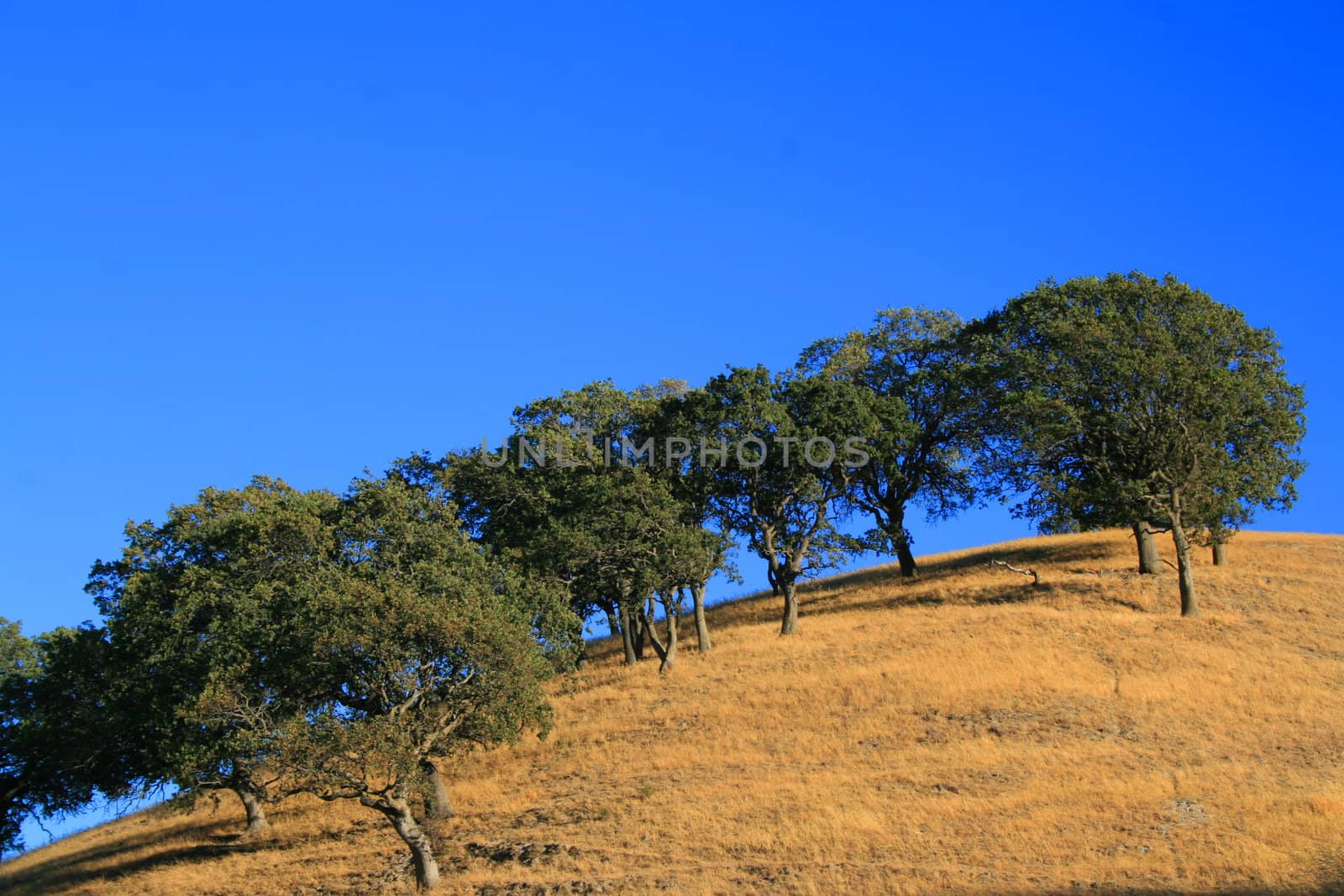 Hilltop with a group of trees over blue sky.
