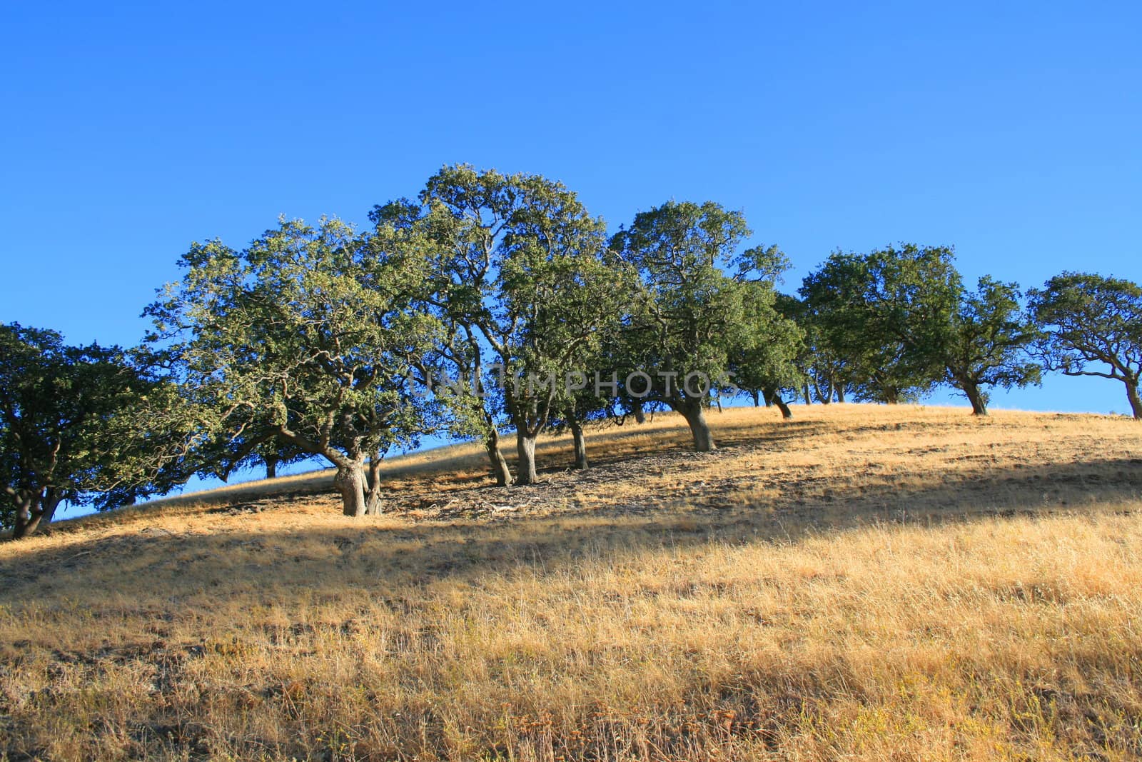 Hilltop with a group of trees over blue sky.
